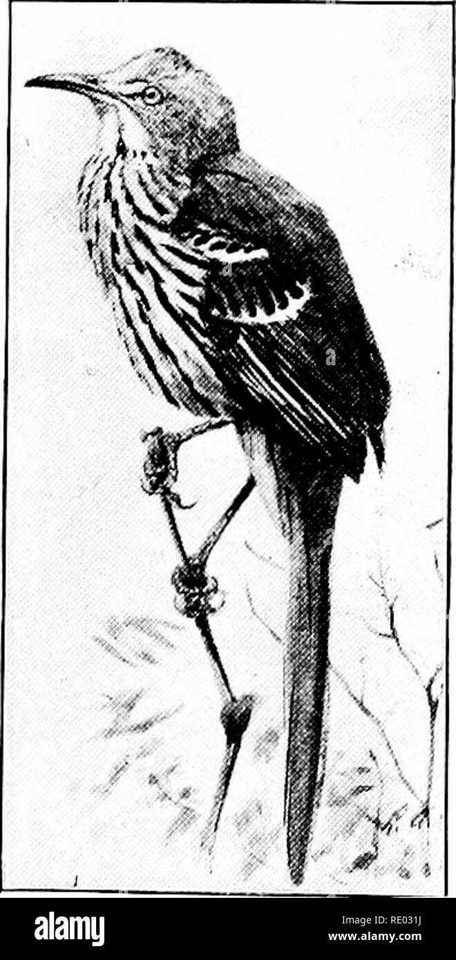 . Nature study and agriculture. Nature study; Agriculture. BIRDS OF THE NORTHERN STATES 329 brown patch under the tail. Its form is slim and graceful. Lives in bushes and small trees, and is a tireless and accomplished singer, though novices often know him only by his occasional cat-like mews. In his song he mimics the notes of many other birds and he likes to deliver it from the thickest bush he can find. Nest well hidden in bushes or vines. Common S.R. 705 Brown Thrasher. Brown Thrush. Length 11^ inches. Easily identified by its bright reddish brown upper parts, its large size, very long tai Stock Photo