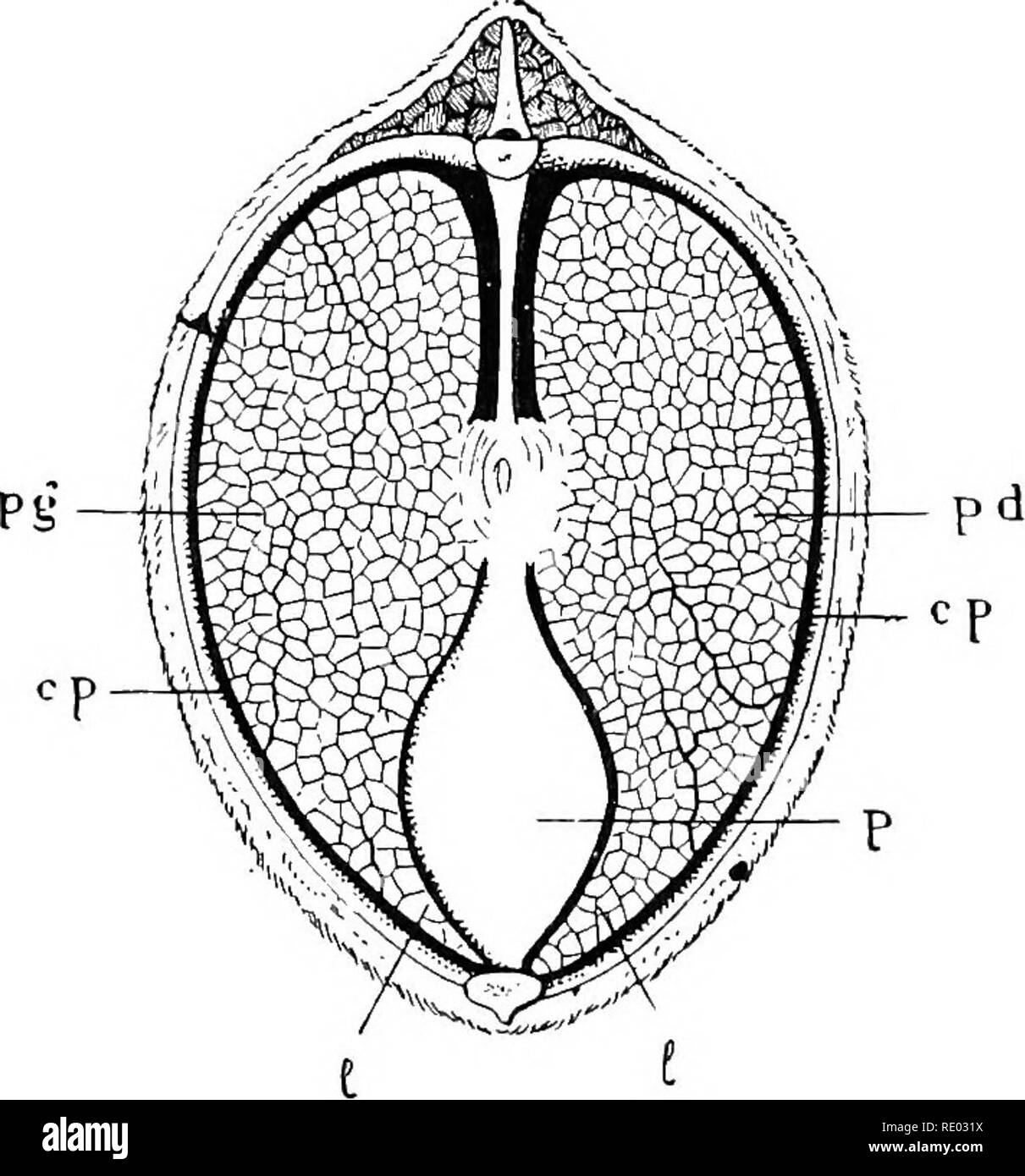 How to Pronounce Pleximeter 