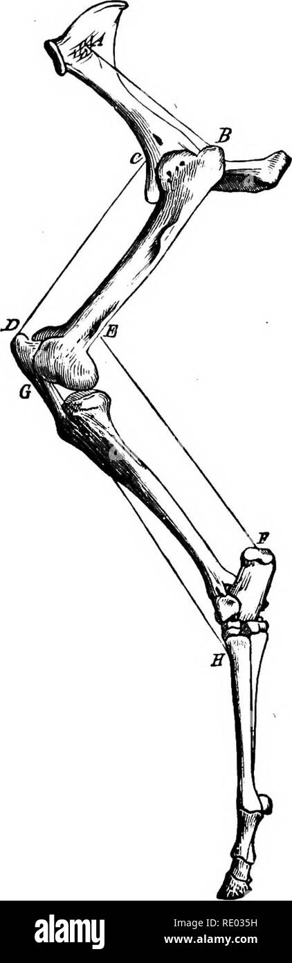 Gluteus Medius Stock Photos & Gluteus Medius Stock Images - Alamy