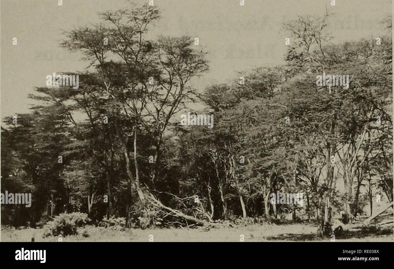 . The Ecology of arboreal folivores : a symposium held at the Conservation and Research Center, National Zoological Park, Smithsonian Institution, May 29-31, 1975. Folivores; Forest ecology; Leaves; Mammals; Mammals. Figure 1. Mature acacias in northern part of home range. Trees reach up to 30m in height. Ground cover is mainly grass as a result of scrub clearing. Guerezas come to the ground here mainly to play or progress to other parts of the home range. Acheson (1971), Groves (1973), and Morbeck (1974 and 1975). More specific information on feeding behavior is available from the studies of  Stock Photo