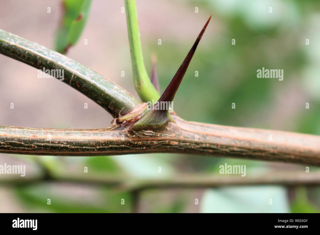 Black Locust - Robinia pseudoacacia Stock Photo