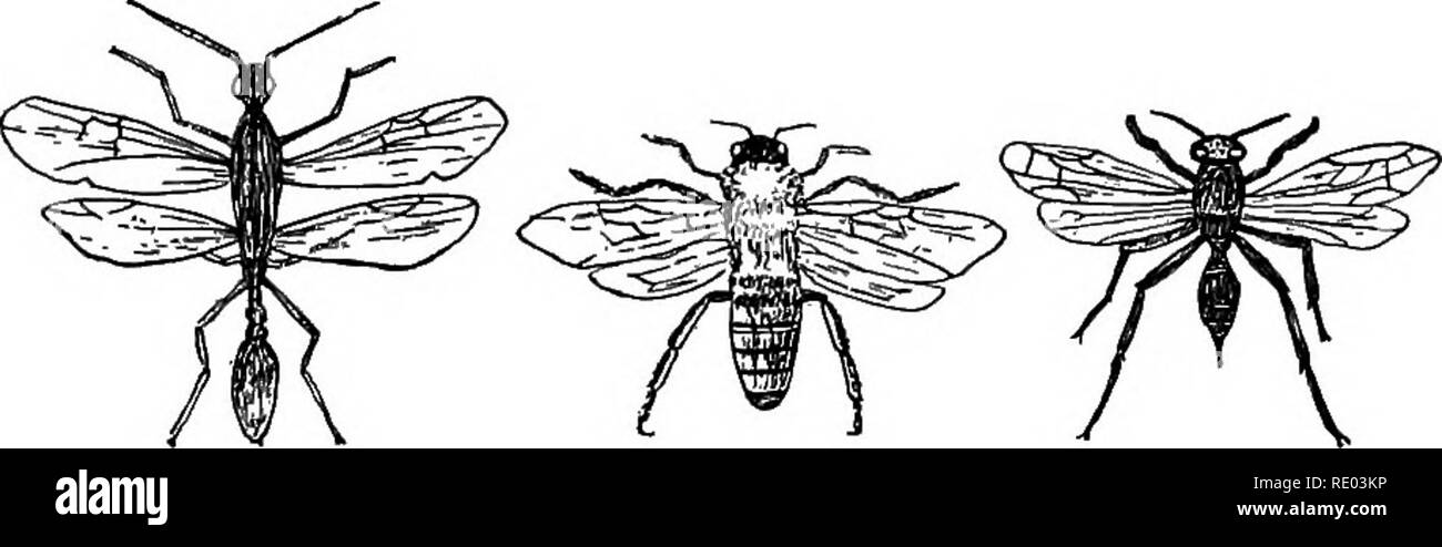 Linee Insect Grouping . Nature study and agriculture. Nature study; Agriculture. IMPORTANT ...
