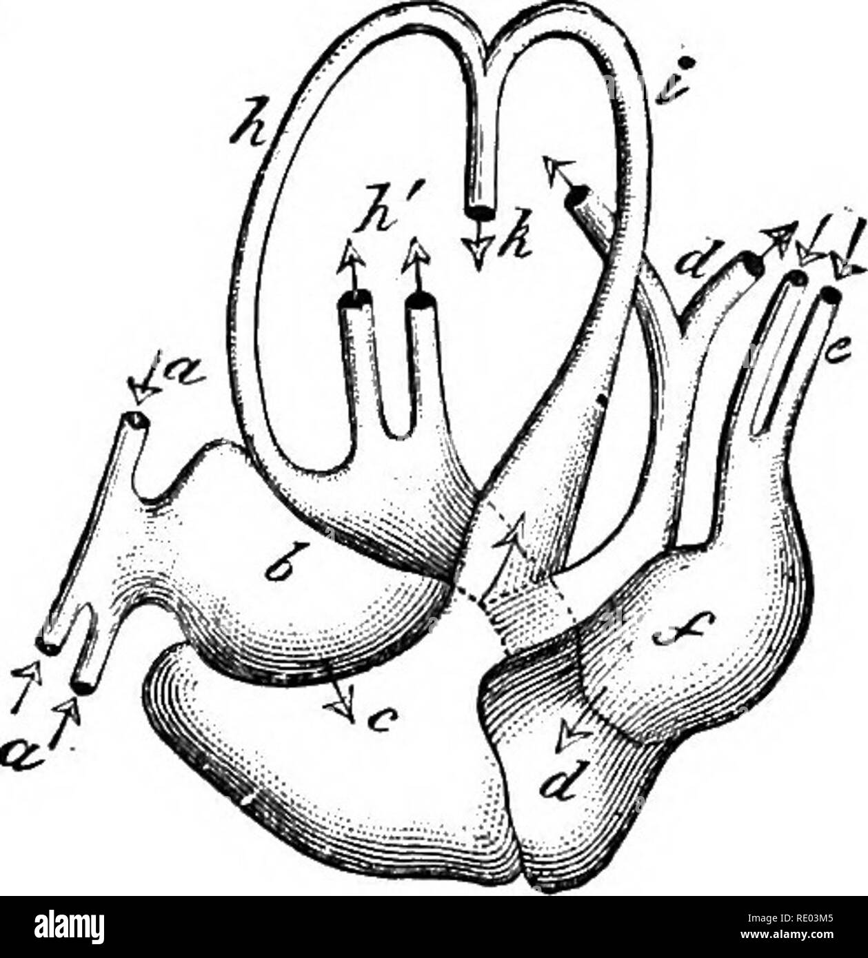 . The physiology of the domestic animals; a text-book for veterinary and medical students and practitioners. Physiology, Comparative; Domestic animals. CIKCTJLATION OP THE BLOOD. 497 arteries, thus closely approaching the double circulation of birds and mammals (Fig. 190). A portal circulation is also present in the cold- blooded pulmonated vertebrata, and, as in the fishes, is connected with the renal veins. In birds the heart, as in man, consists of four cavities, two auricles and two ventricles, and the general distribution of the circulation is the same, i.e., the right auricle collects th Stock Photo