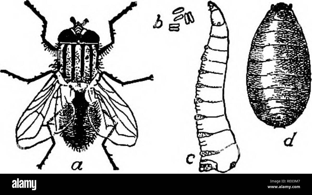Nature study and agriculture. Nature study; Agriculture. 2o6 INSECTS â  wormlike in form and are usually provided with from 8 to 16 legs. They are  of various colors, and some are