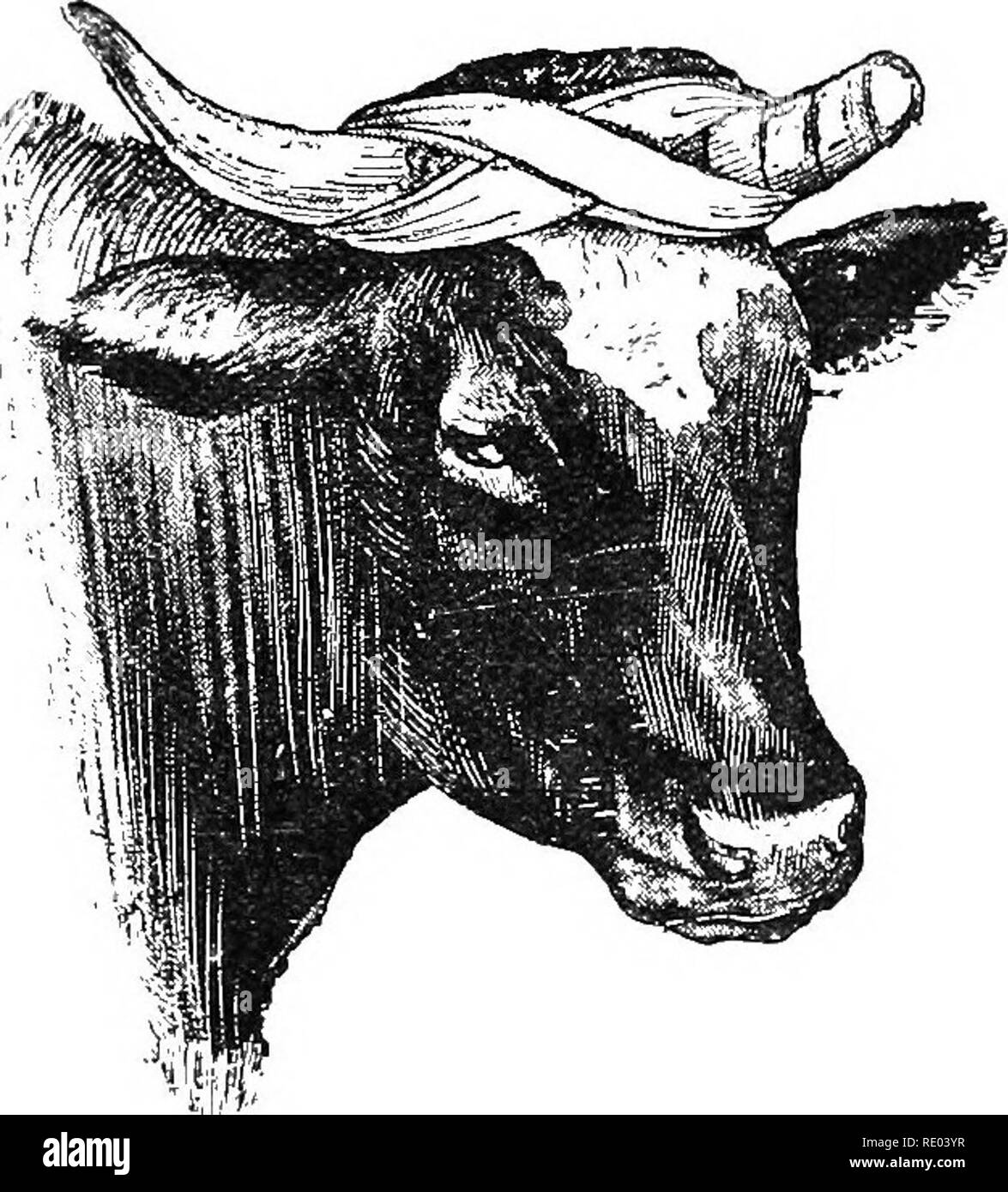 . Diseases of cattle, sheep, goats and swine. Veterinary medicine