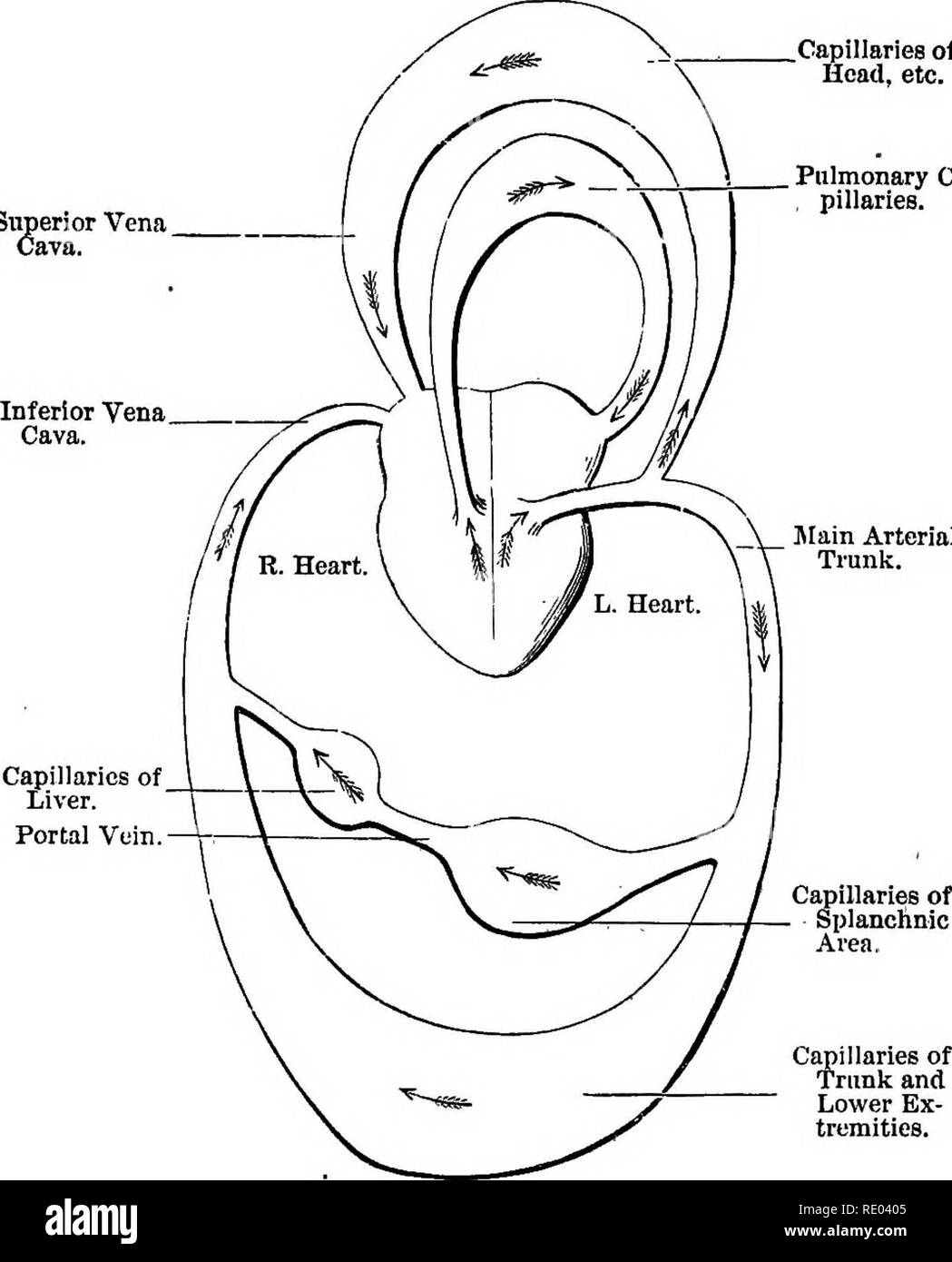 . A text-book of comparative physiology for students and practitioners of comparative (veterinary) medicine. Physiology, Comparative. 222 COMPAKATIVB PHYSIOLOGY, THE ACTION OF THE MAMMALIAN HEART. What takes place may be thus very briefly stated : The right auricle contracting squeezes the blood through the au- ricular-ventricular opening into the right ventricle, never quite Superior Vena ' CaTa. Capillaries of the Head, etc. Pulmonary Ca- , pillaries.. ]rain Arterial Trunk. Fig. 194.—Diagram of tlie circulation. The arrows indicate the course of the blood. Thongh the pulmonary, the lower a Stock Photo