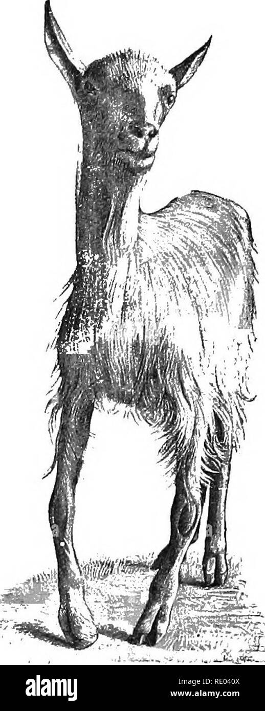 . Diseases of cattle, sheep, goats and swine. Veterinary medicine ...