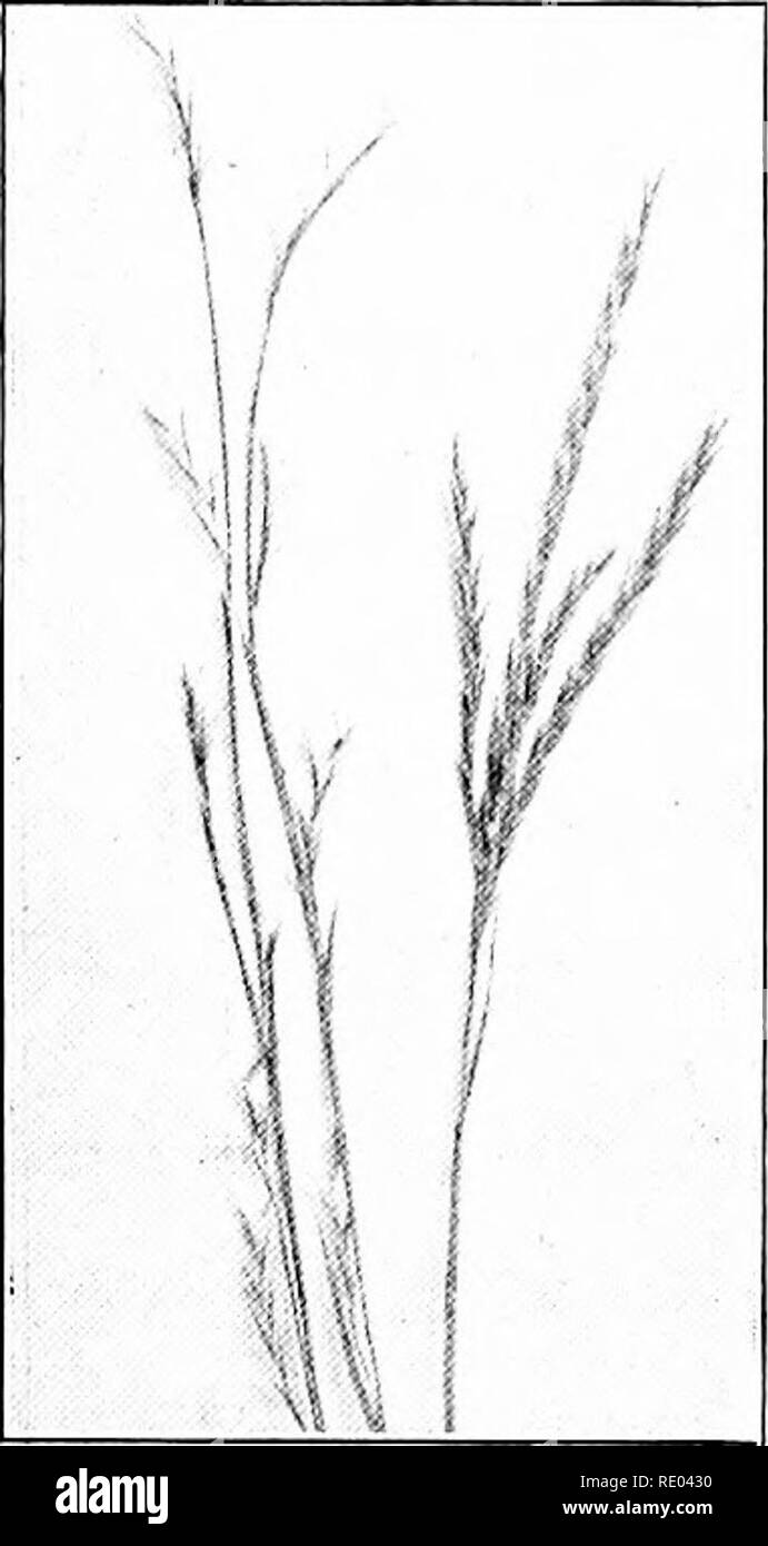 Blue beard heads Black and White Stock Photos & Images Alamy