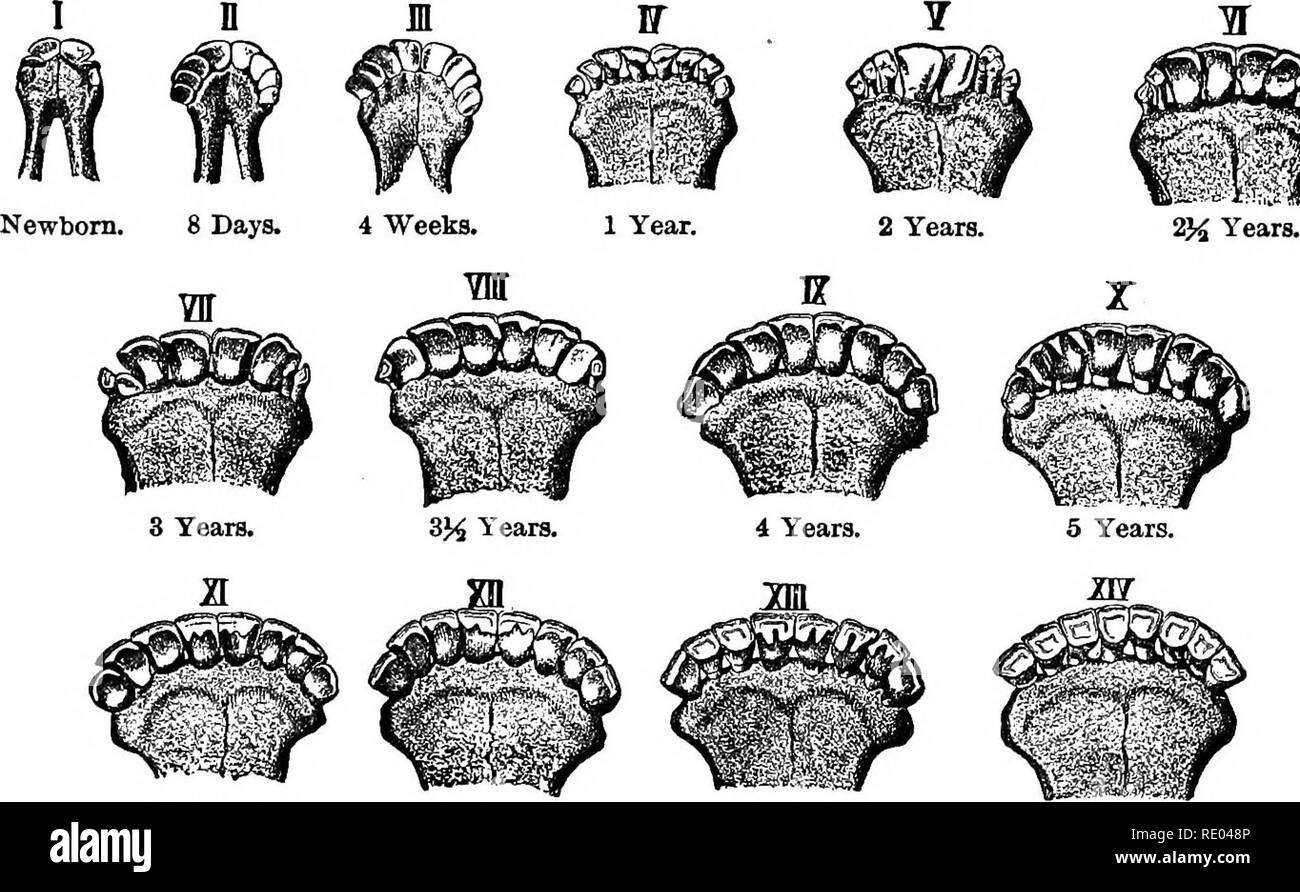 . The physiology of the domestic animals; a text-book for veterinary and medical students and practitioners. Physiology, Comparative; Domestic animals. MASTICATION. 259 The following figures, from the &quot; Encyclopadie der gessammten Thierheilkunde,&quot; indicate the changes occurring with age in the incisor teeth of cattle (Fig. 104).. 6 Years. M m 7 Years. 8 Years. M X3M 10 Years. 12 Years. 14 Years. 16 Years. 18 Years. 20 Years. Fig. 101—Changes from Age in the Incisor Teeth op the Ox. (WUckens.) Dentition of Sheep.—In the sheep it is by the displacement of tem- porary and eruption of th Stock Photo