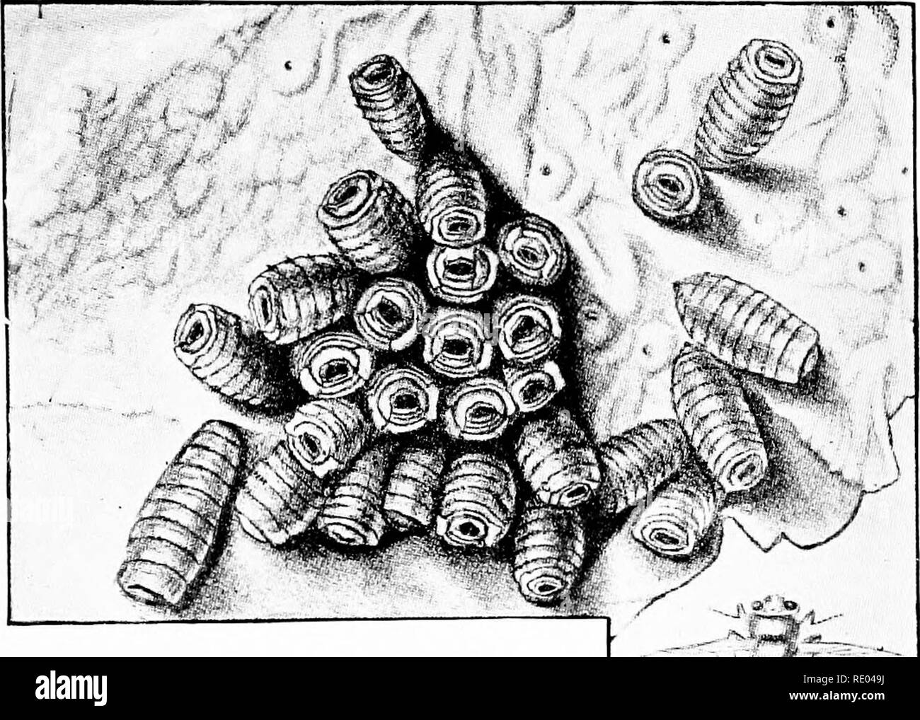 Veterinary Studies For Agricultural Students Veterinary Medicine Parasitism 97 For The Long White Worms The Treatment Must Be Vigorous And Continued Use Three Times Daily Either I Or 2 As Fol