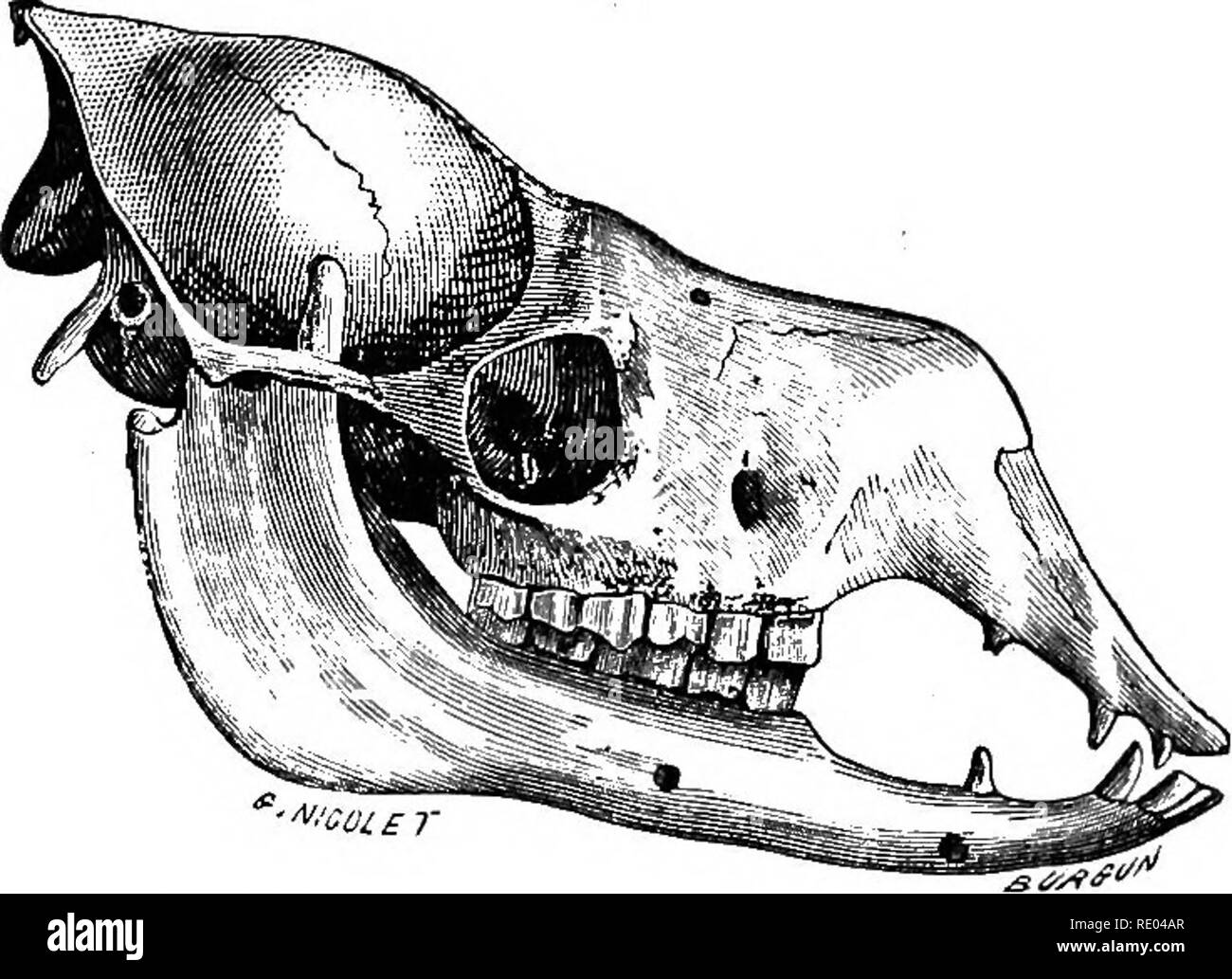 Ruminant digestive system hi-res stock photography and images - Alamy