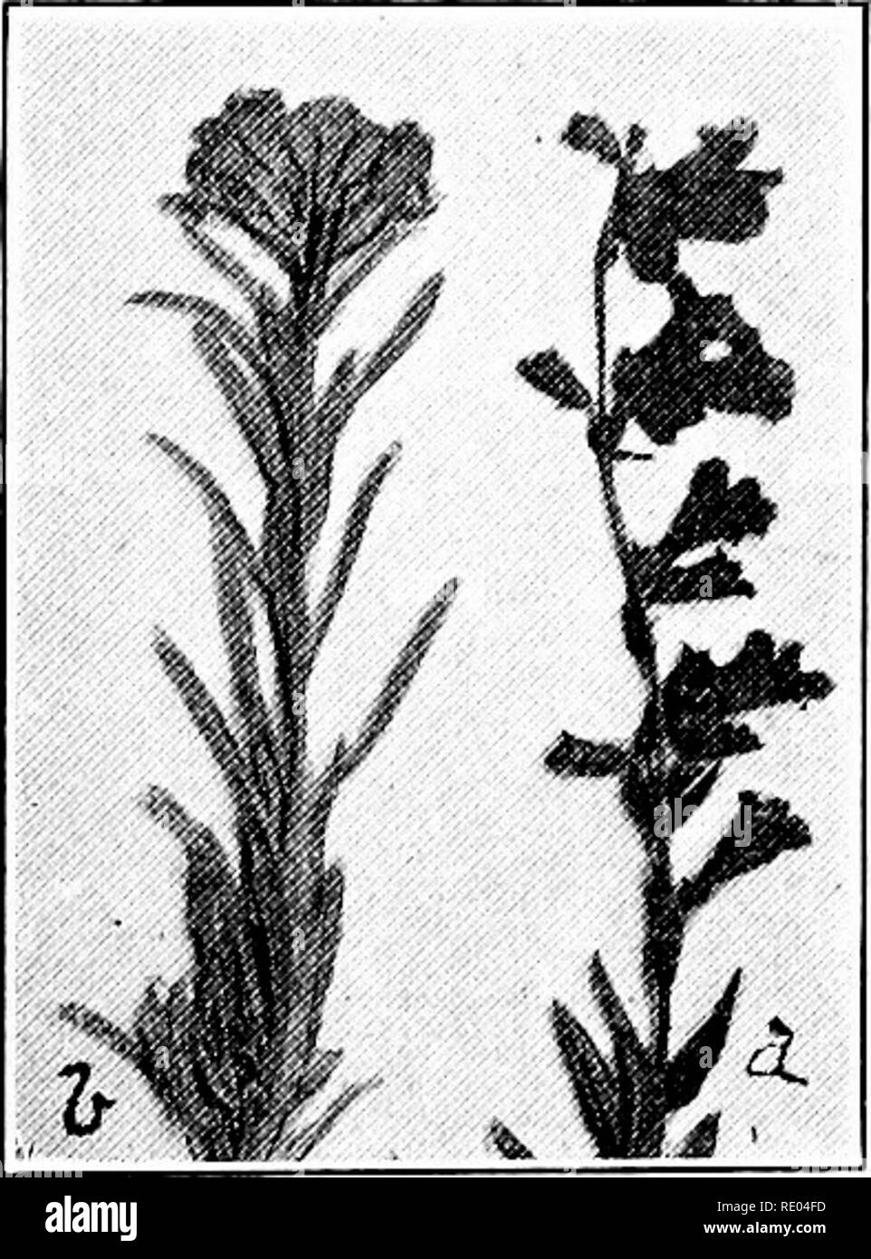 Nature Study And Agriculture Nature Study Agriculture White Prairie Clover The Preceding With Purple Flowers And Smaller Leaves Otherwise Similar To The White Prairie Clover 29 Beard Tongue Pentstemon Bears A