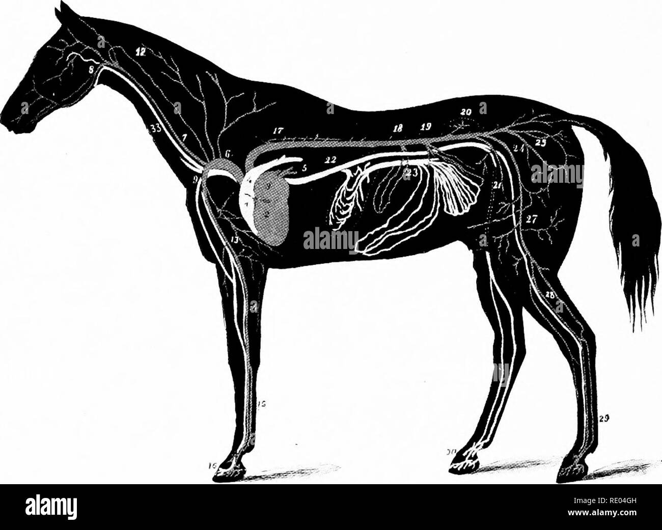 . Veterinary studies for agricultural students. Veterinary medicine. 3.x ANATOMY. axillary near the division of the anterior aorta into right and left axillary arteries. A corpuscle, on its way from the heart to the brain would pass through the aorta, anterior aorta, right axillary, cephalic, and common carotid and then through a branch of the carotid to the brain.. FIG. 19. CIRCULATION. ARTERIES GRAY, VEINS WHITE. 1, Heart, right ventricle; 2, left ventricle; 3, loft auricle; 4, pulmonary artery; 5, pulmonary veins; 6, anterior aorta; 7, carotid artery; 9, left axillary artery; 13, humeral ar Stock Photo