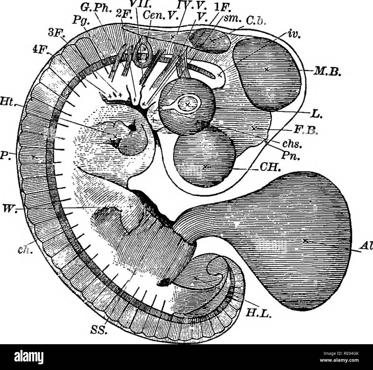 . A text-book of comparative physiology for students and practitioners of comparative (veterinary) medicine. Physiology, Comparative. 108 COMPARATIVE PHYSIOLOGY. An examination of the figures and subjoined descriptions must suffice to convey a general notion of the subsequent prog- yji. MP:. Fig. 114.—Embryo at end of fourth day, seen as a transparent object (Foster and Balfour). CH, cerebral hemisphere; F. B, fore-brain, or vesicle of third ventricle (thalamencephalon), with pineal eland (Pn) projecting; M. B, mid-brain; C.b, cerebellum; IV. V, fourth ventricle; L, lens; chs, choroid slit; Ce Stock Photo