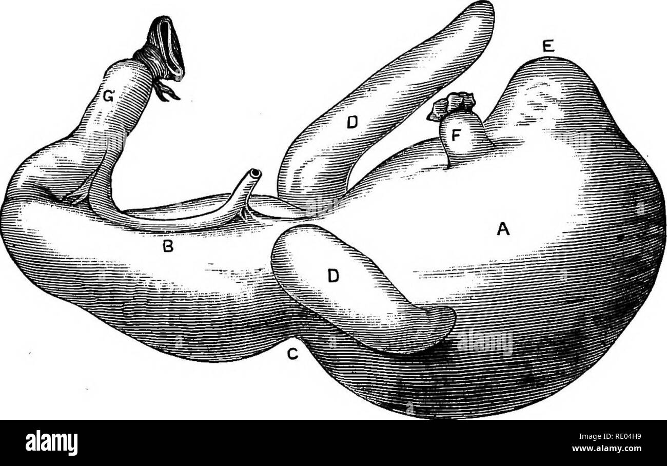 . The physiology of the domestic animals; a text-book for veterinary ...