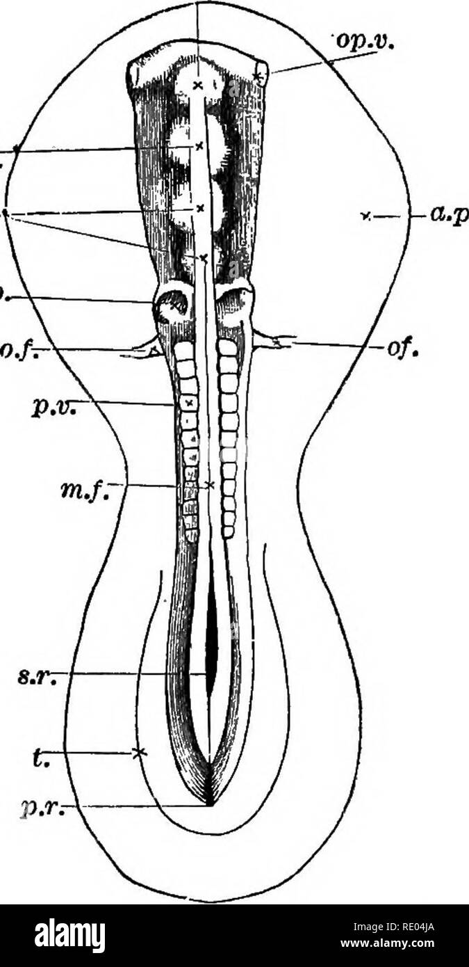 . A text-book of comparative physiology for students and practitioners of comparative (veterinary) medicine. Physiology, Comparative. 100 COMPARATIVE PHYSIOLOGY. m.bT au.p. transverse division of the columns of mesoblast that formed the vertebral plates. Before the permanent vertebrae are formed, a reunion of the original protovertebrse takes place as one cartilaginous pillar, followed by a new segmen- f:-^- tation midway between the original divisions. It is thus seen that a large number of structures either appear or are clearly outlined during the first day of incubation : the primitive str Stock Photo