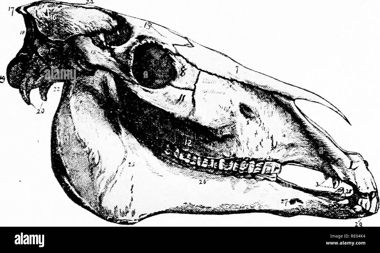 . Veterinary studies for agricultural students. Veterinary medicine