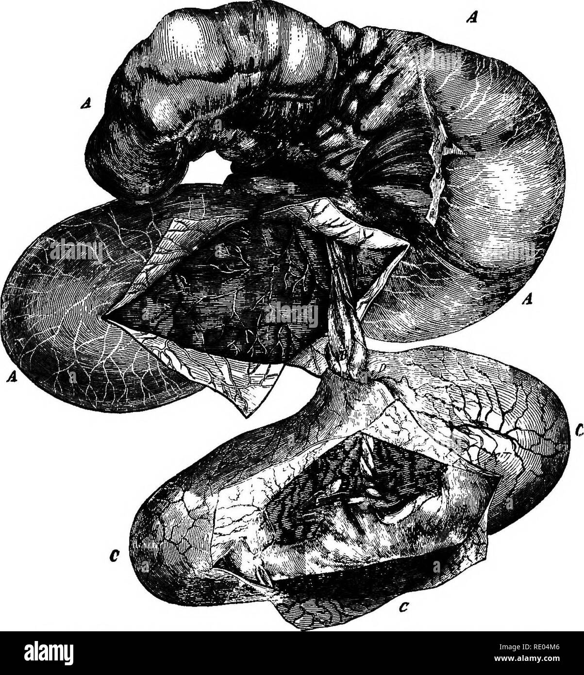 Allanoid . A text-book of comparative physiology for students and practitioners ...