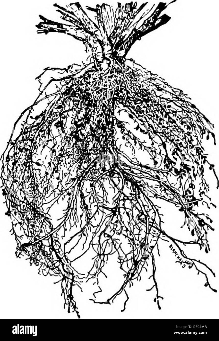 . Nature study and agriculture. Nature study; Agriculture. 76 NATURE STUDY AND AGRICULTURE. Red Clover Roots With nodules. of nitrates in the soil is easily ex- hausted, so that it must be replen- ished from time to time. There are several thousand spe- cies of legumes, the most familiar examples being peas, beans, the clovers, alfalfa, sweet clover, prairie clover, the wild vetches, and the milk vetches. The family also in- cludes several trees, as the Siberian pea tree and the locust. The Family of the Composites. — This is the largest family of our common plants and includes many of our mos Stock Photo