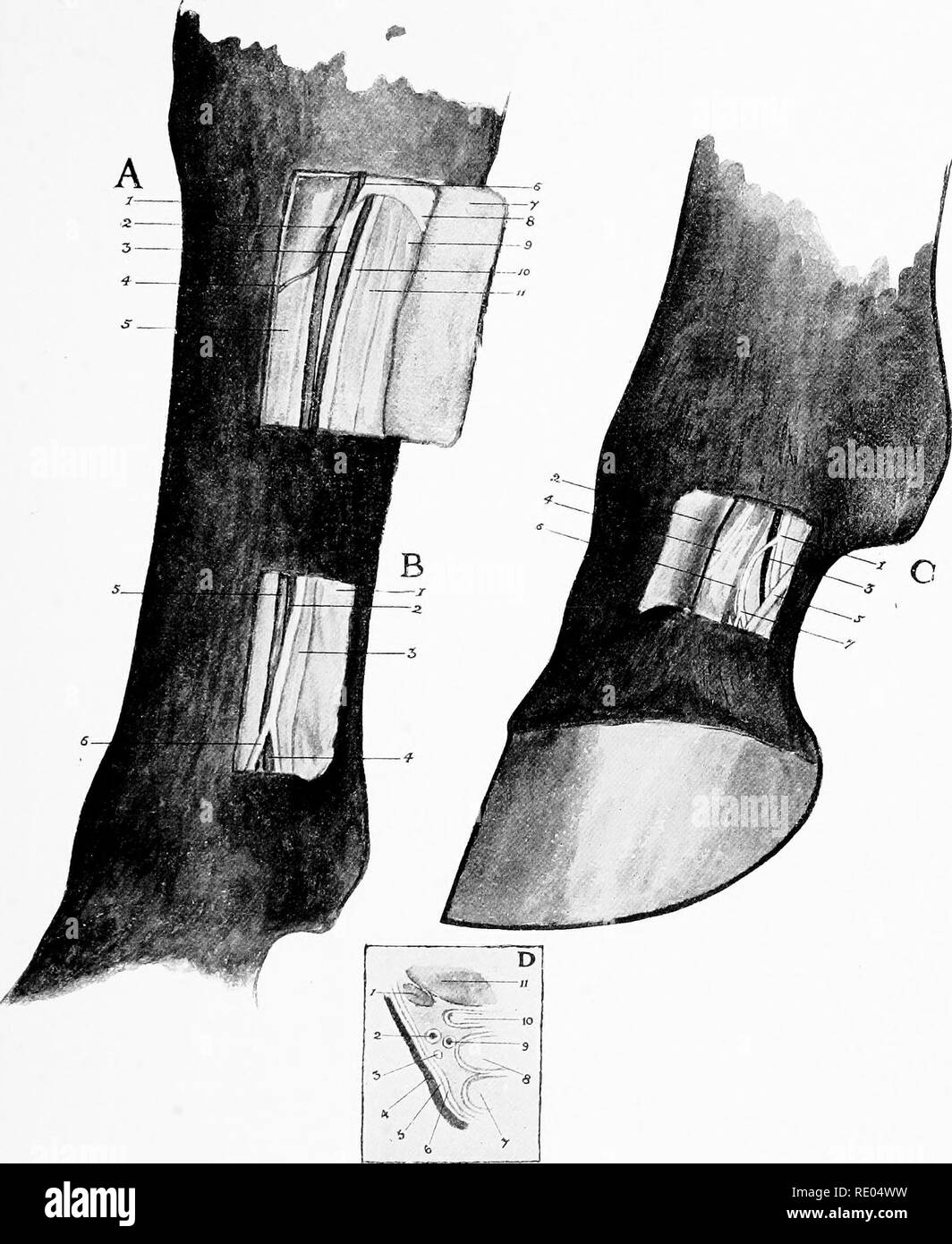 . The surgical anatomy of the horse Horses. I. Skin and fascia