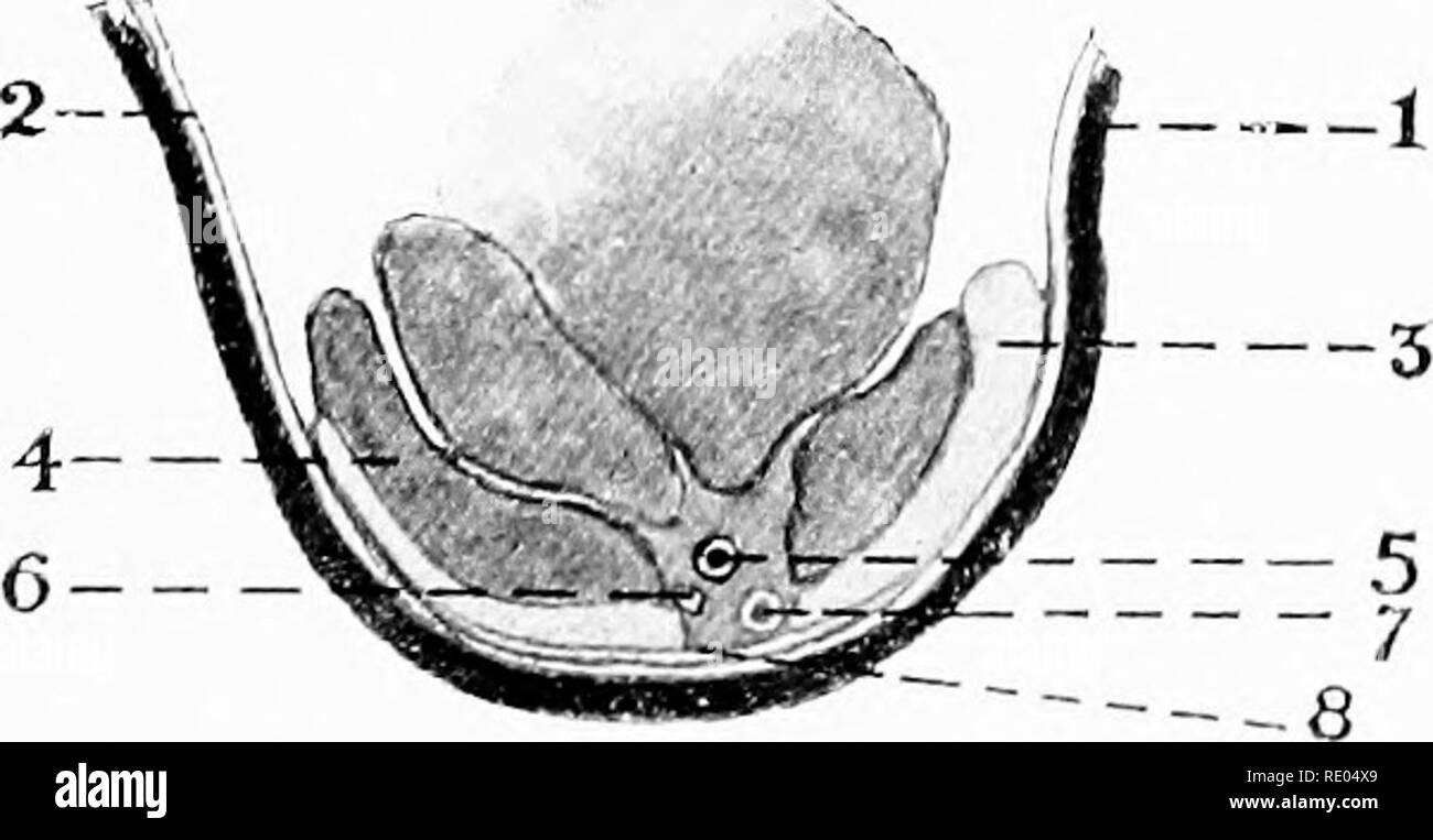 . The surgical anatomy of the horse ... Horses.  1. Plate XXXII.—Seat of Ulnar Nkukectomy I. Skin. 2. Superficial fascia. 3. Deep fascia. 4. Tendon of flexor metacarpi medius. 5. Ulnar nerve exposed. 6. Tendon of flexor metacarpi externus. 7. Ridge of pisiform bone. A.—SEAT OF ULNAR NEURECTOMY IN SECTION I. Skin. 2. Superficial fascia. 3. Tendon of flexor metacarpi externus. 4. Flexor metacarpi medius. 5 Ulnar artery. 6. Ulnar nerve. 7. Ulnar vein. 8. Deep fascia passing from tendon of fJexor metacarpi medius on to that of the flexor metacarpi externus.. Please note that these images are ext Stock Photo