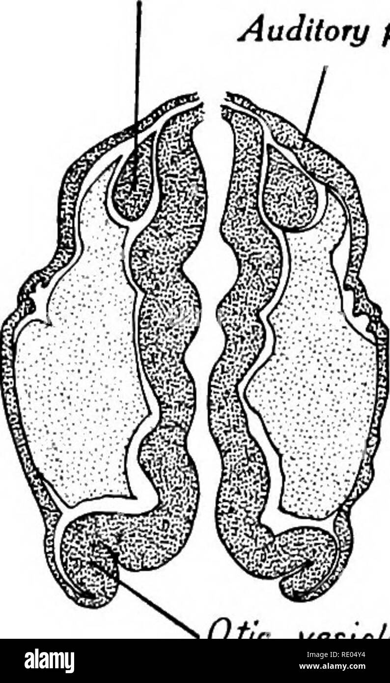 Epitheal Ear . A laboratory manual and text-book of embryology. Embryology. 382 THE ...