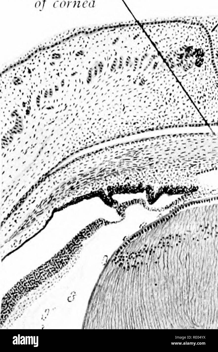 Retinal arteries Black and White Stock Photos & Images Alamy