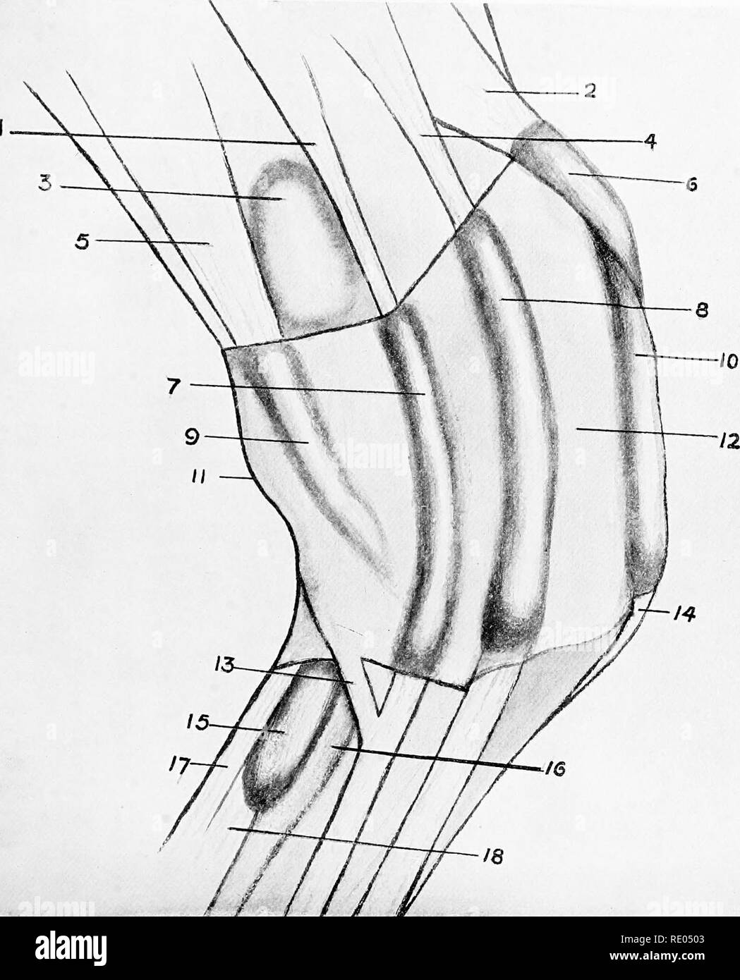 . The surgical anatomy of the horse ... Horses. Plate XXV. -Outer Aspect of Right Knee showing Distended Sheaths (Semi-Schematic) I. Tendon of extensor suffraginis. 2. Tendon of extensor nietacarpi obliquus. 3. Synovial membrane of carpal sheath. 4. Tendon of extensor pedis. 5. Tendon of flexor nietacarpi externus. 6. Sheath of extensor metacarpi obliquus. 7. Sheath of extensor suffraginis. 8. Sheath of extensor pedis. 9. Sheath of outer tendon of flexor metacarpi externus. 10. Sheath of extensor metacarpi magnus. 11. Ridge of pisiform bone. 12. Annular band. 13. Reinforcing band to extensor s Stock Photo