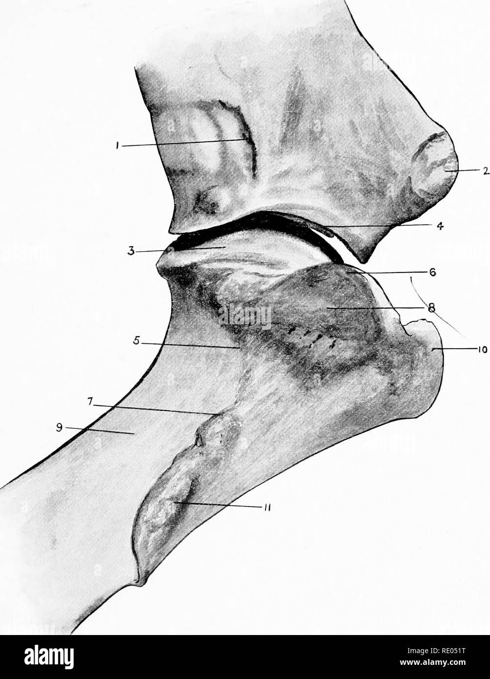bicipital-groove-of-humerus-in-horse