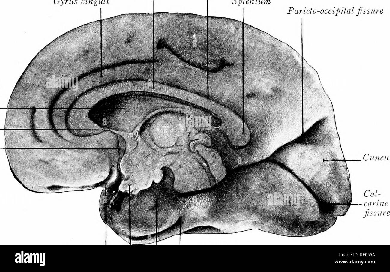 . A laboratory manual and text-book of embryology. Embryology. THE BRAIN 349 occipital and parietal lobes (Fig. 33S); (3) the calcarinc fissure which includes between it and the parieto-occipital fissure the cuneus and marks the position of the visual area of the cerebrum; (4) the collateral fissure on the ventral surface of the temporal lobe, which produces the inward bulging on the floor of the posterior horn of the ventricle known as the collateral eminence. The calcarine fissure also affects the internal wall of the ventricle, causing the convexity termed the calcar avis. Simultaneously wi Stock Photo