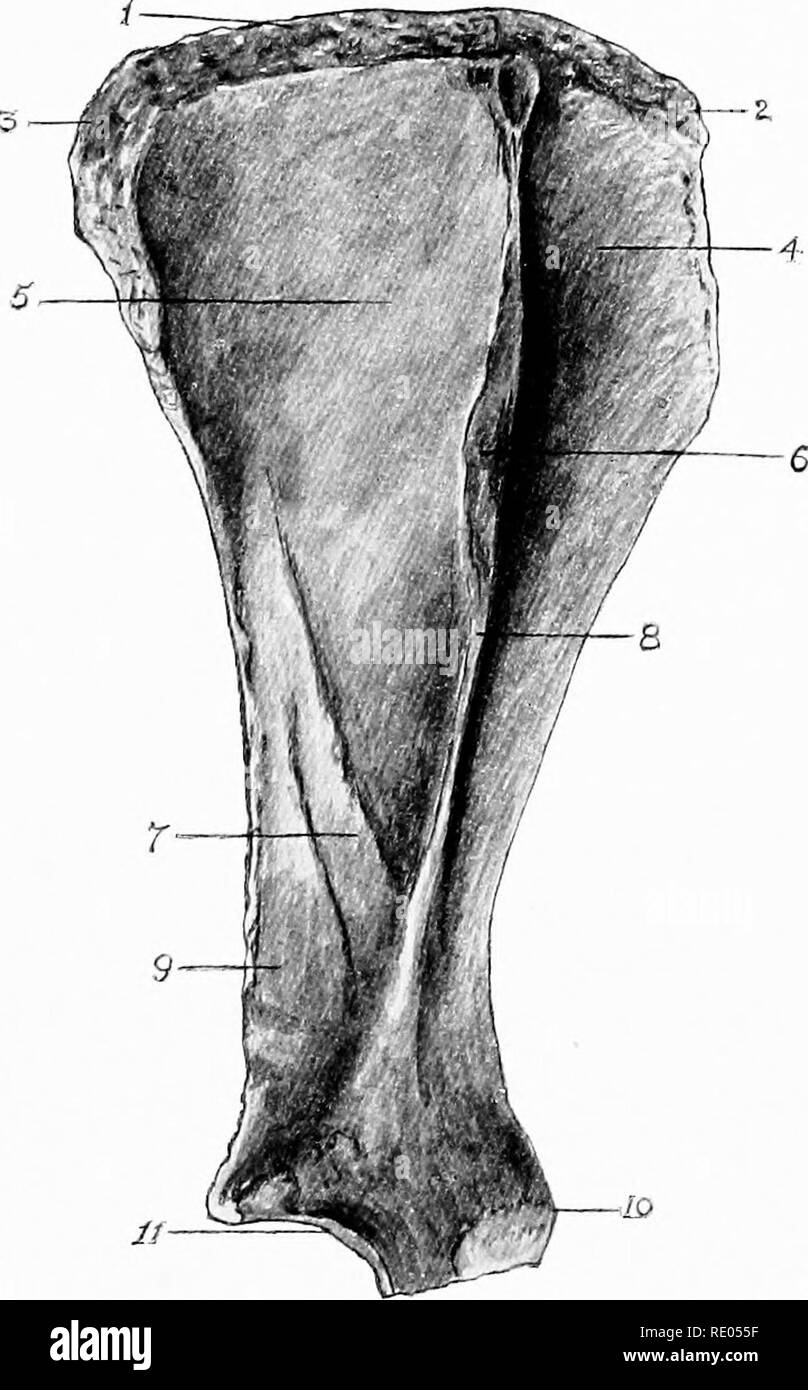 Fossa infraspinosa des Schulterblatts
