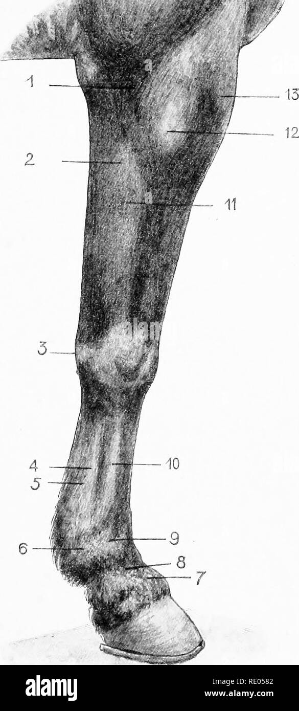 . The surgical anatomy of the horse ... Horses. Plate II.—Right Foue Limu. Outer Aspect I. Position of elbow articulation. 2. Flexor metacarpi cxteruus. 3. Elevation caused by pisiform bone. 4. External small metacarpal bone. 5. Edge of tendon of flexor perforans. 6. Level of bases of sesamoid bones. 7. Situation of pastern joint. 8. Os suffraginis. g. Position of fetlock articulation, 10. Large metacarpal bone. 11. Edge of radius. 12. Elevation formed by belly of extensor pedis. 13. Elevation formed by belly of extensor metacarpi magnus.. Please note that these images are extracted from scann Stock Photo