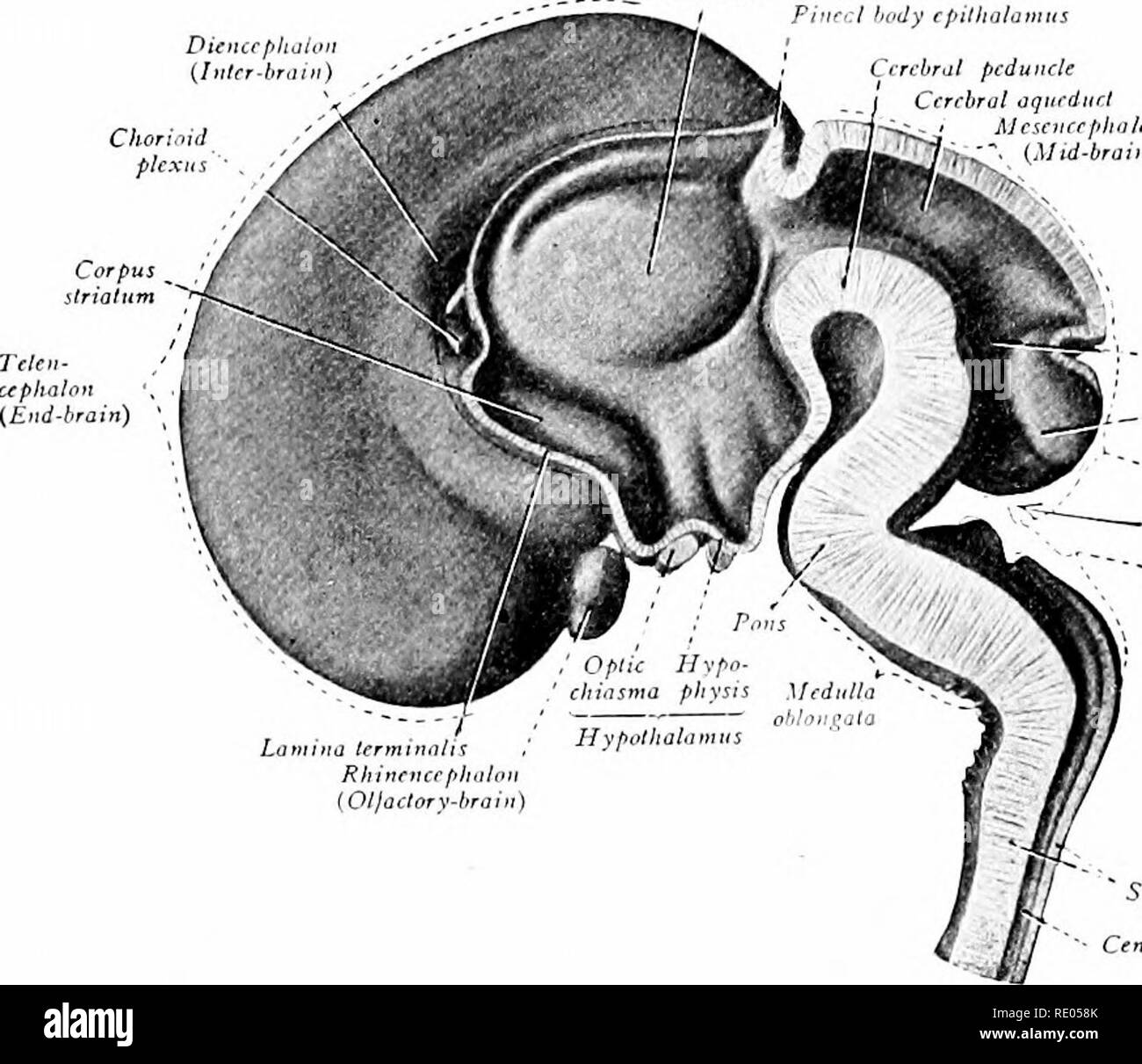 . A laboratory manual and text-book of embryology. Embryology. 338 THE MORPHOGENESIS OF THE CENTRAL NERVOUS SYSTEM network of blood-vessels and produce an important internal secretion. Pari passu with the differentiation of the anterior lobe the infundibular anlage of the Diencephalt (Inter-braiu) lpkZs Pitted body epiihalamus Cerebral pedu nek Cerebral aqueduct Mesencephalon &quot; &lt;»). RkombemxphaHc isthmus Cerebellum Metencephaloti {Hind-brain) Rhomboid fossa Myelentepkalon [Ajler-bmin) Spinal card Central canal Fig. 324.—Median sagittal section of the brain from a fetus of the third mon Stock Photo