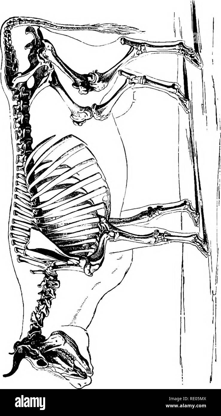 . A text-book of agricultural zoology. Zoology, Agricultural; Zoology, Economic. BOVIDiR (oxen). 457. Please note that these images are extracted from scanned page images that may have been digitally enhanced for readability - coloration and appearance of these illustrations may not perfectly resemble the original work.. Theobald, Frederick Vincent, 1868-1930. Edinburgh and London, W. Blackwood and Sons Stock Photo