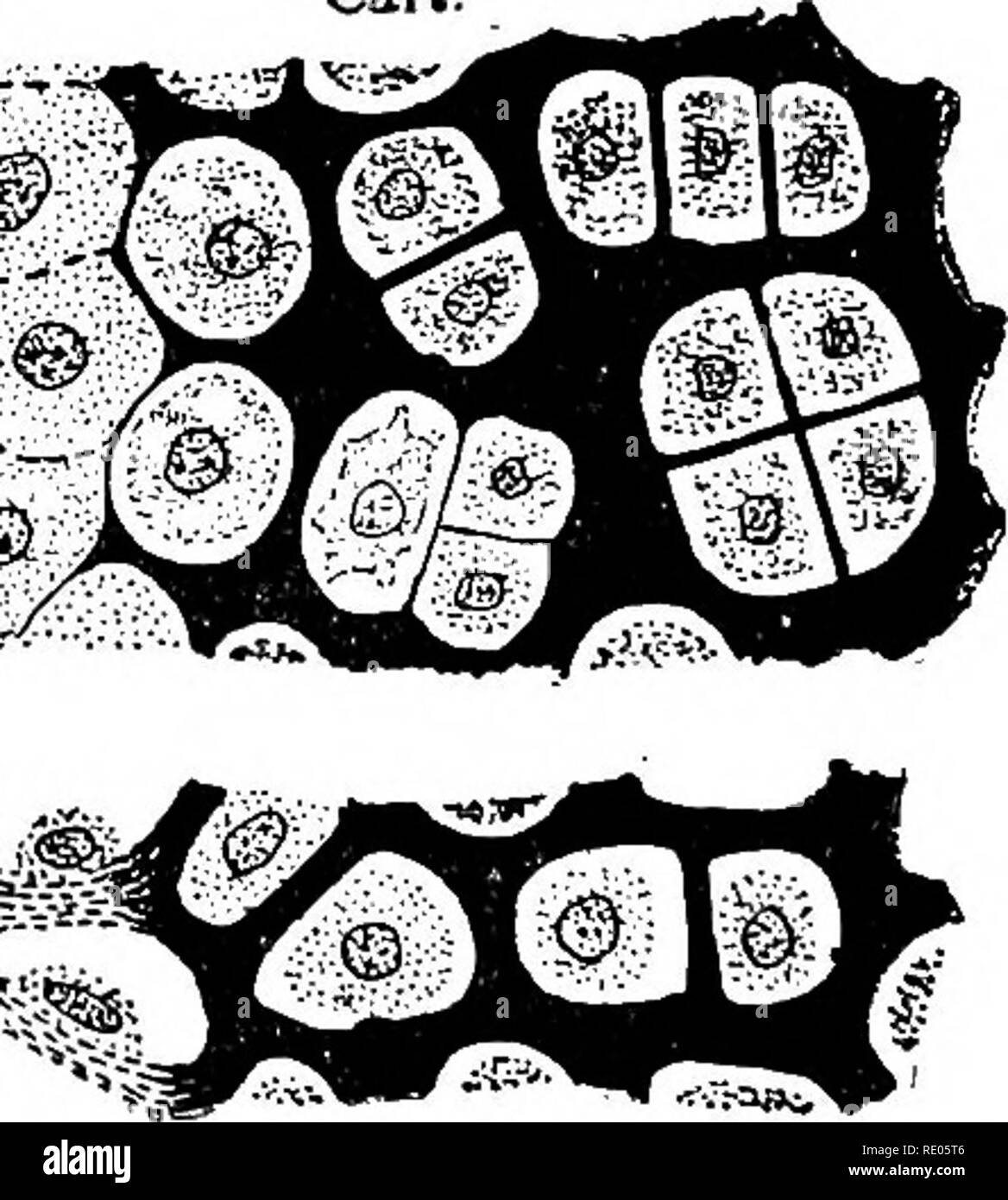 Fat cells adipose tissue black and white stock photos images alamy