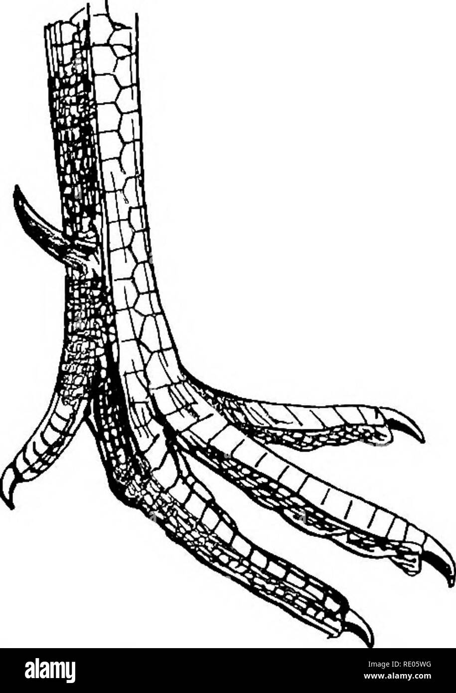 Hen scratching on the ground hires stock photography and images Alamy