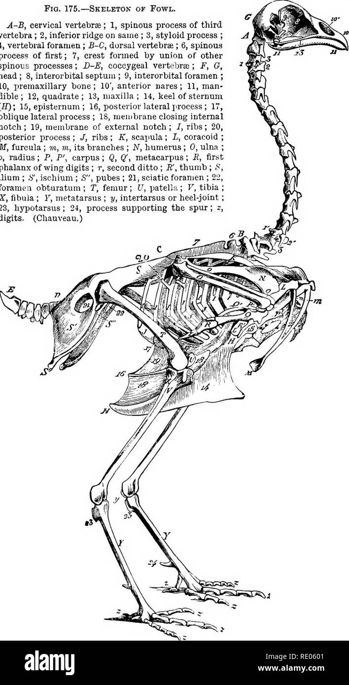 . A text-book of agricultural zoology. Zoology, Agricultural; Zoology, Economic. FiQ. 175.—Skeleton of Fowl. A-B, cervical vertebrse; 1, spinous process of third vertebra; 2, Inferior ridge on same ; 3, styloid process ; 4, vertebral foramen ; B-C, dorsal vertebrse ; 6, spinous process of first; 7, crest formed by union of other spinous processes; D-E, coccygeal vertebrse ; J*&quot;, G, head; 8, interorbital septum ; 9, interorbital foramen ; 10, premaxillary bone; 10', anterior nares; 11, man- dible ; 12, quadrate ; 13, maxilla ; 14, keel of sternum (iJ); 15, episternum ; 16, posterior latera Stock Photo