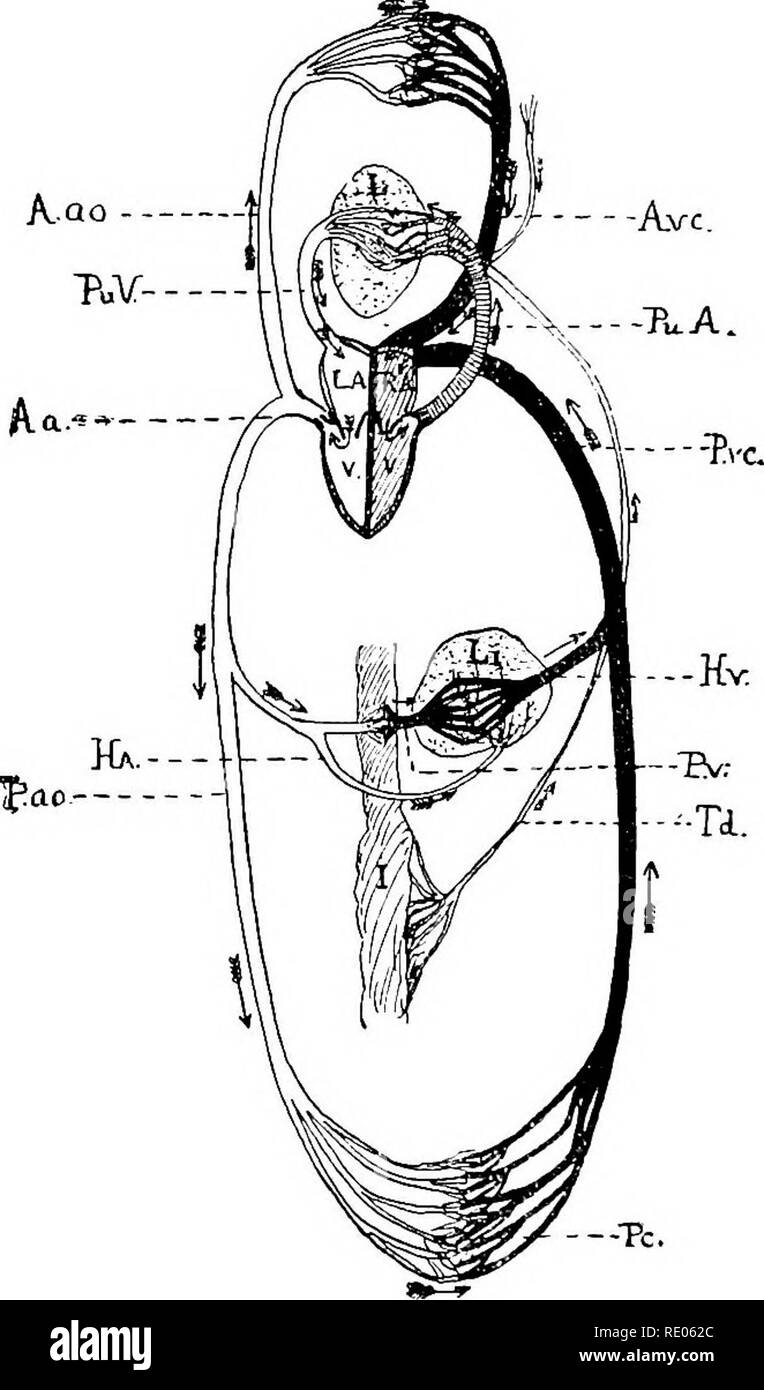 . A text-book of agricultural zoology. Zoology, Agricultural; Zoology, Economic. 312 INTEENAL ANATOMY OF HORSE. opening between the left auricle and ventricle by the mitral valve, which has two flaps only. The auricular portion can be told from the ventricular by an external constriction. From. Fia, 102.—Diagram of the Circulatiox of the Blood. LA and RA, Left and right auricles; f, ventricles; L, lungs; Li, liver; J, intes- tines ; A.vc, anterior or superior vena cava; P. vc, posterior or inferior veua cava; A.a, aortic arch ; ^.ao, P.ao, anterior and posterior aorta; J7fl, hepatic artery; if Stock Photo