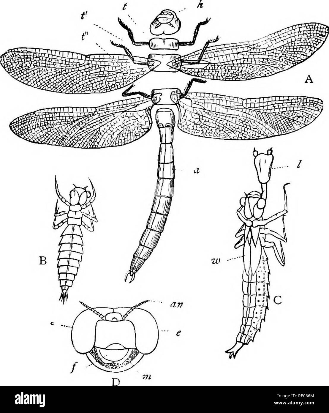 . A text-book of agricultural zoology. Zoology, Agricultural; Zoology, Economic. DEAGON-FLIES. 259 Dragon-flies (Odonata). The Dragon-flies are all carnivorous, feeding off butterflies and moths when adult, and upon various water insects when in the larval stage. The adults have large eyes, these often occupy- ing the greater part of the head. They are provided with very. Fro. 134.—Dkaoon-flies. A, A Draf;on-fly (^Esckna grandis), partly dissected ; b Li^ellula depressa, h, He-id ; t to t&quot;, thoracic segments ; e, e, eyes ; m, jaws ; /, upper lip. (Nicholson.) Inrva , c, impa; n, head of a Stock Photo