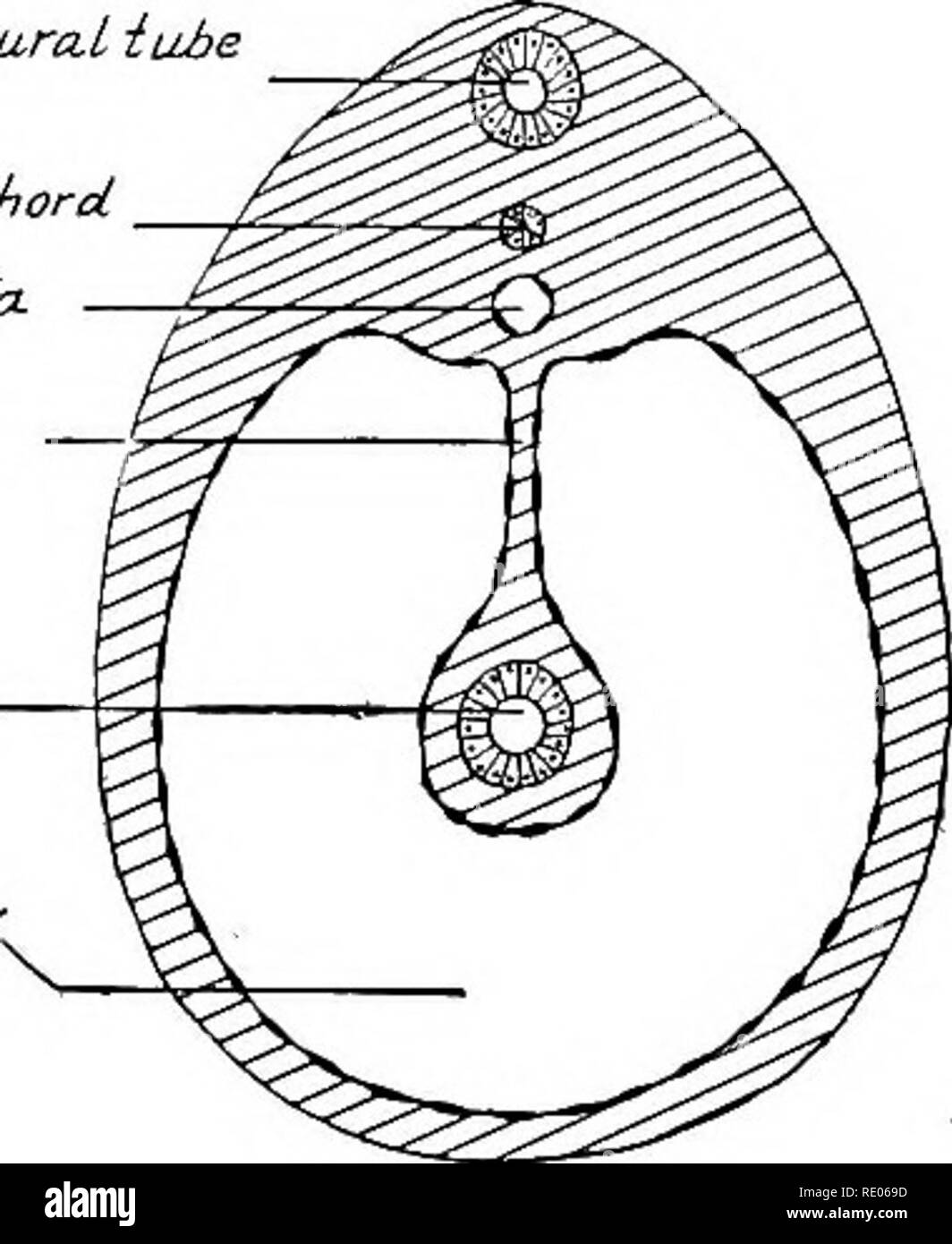 Falciform ligaments Black and White Stock Photos & Images Alamy