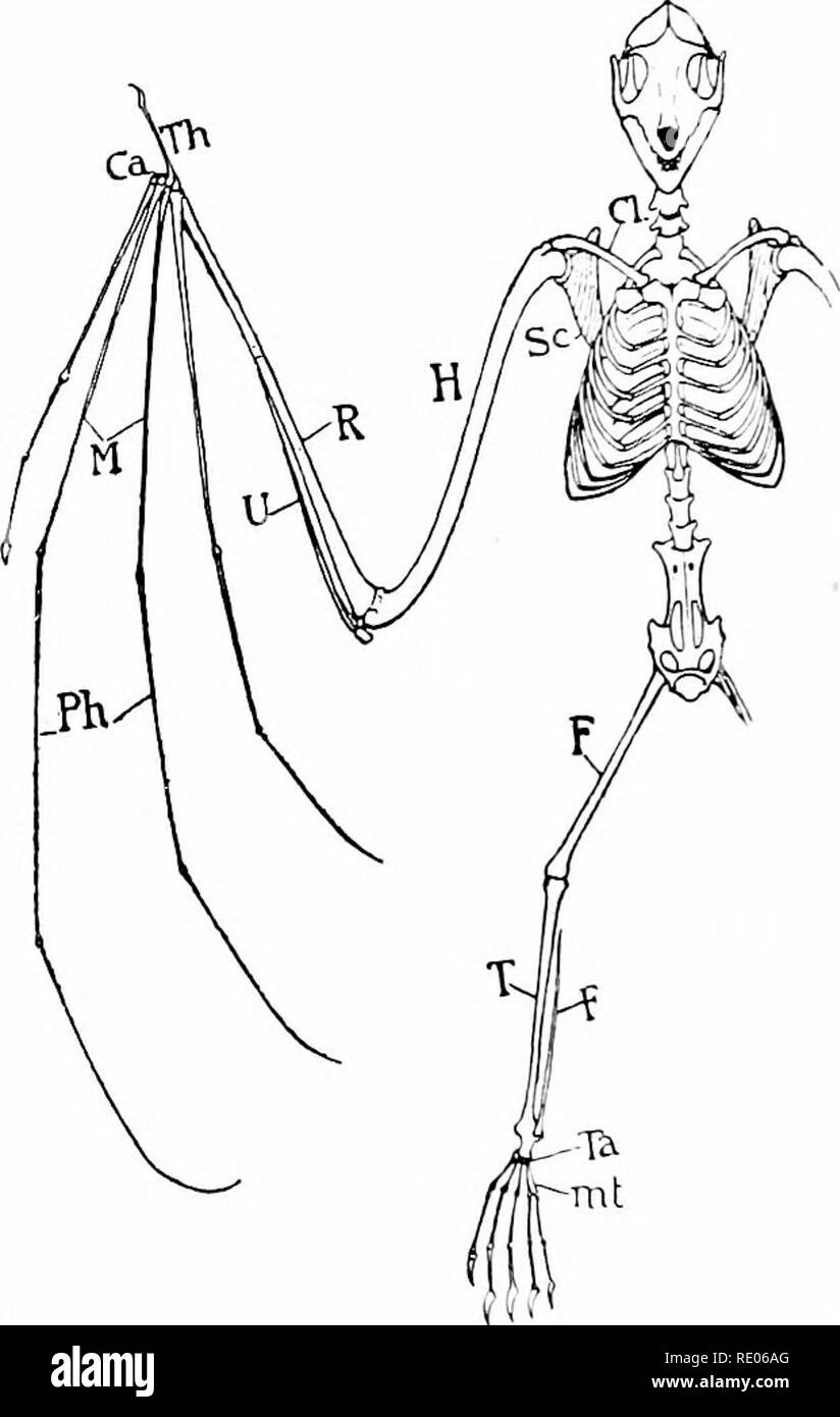 zoology. Zoology. 720 MAMMALIA. broad 
