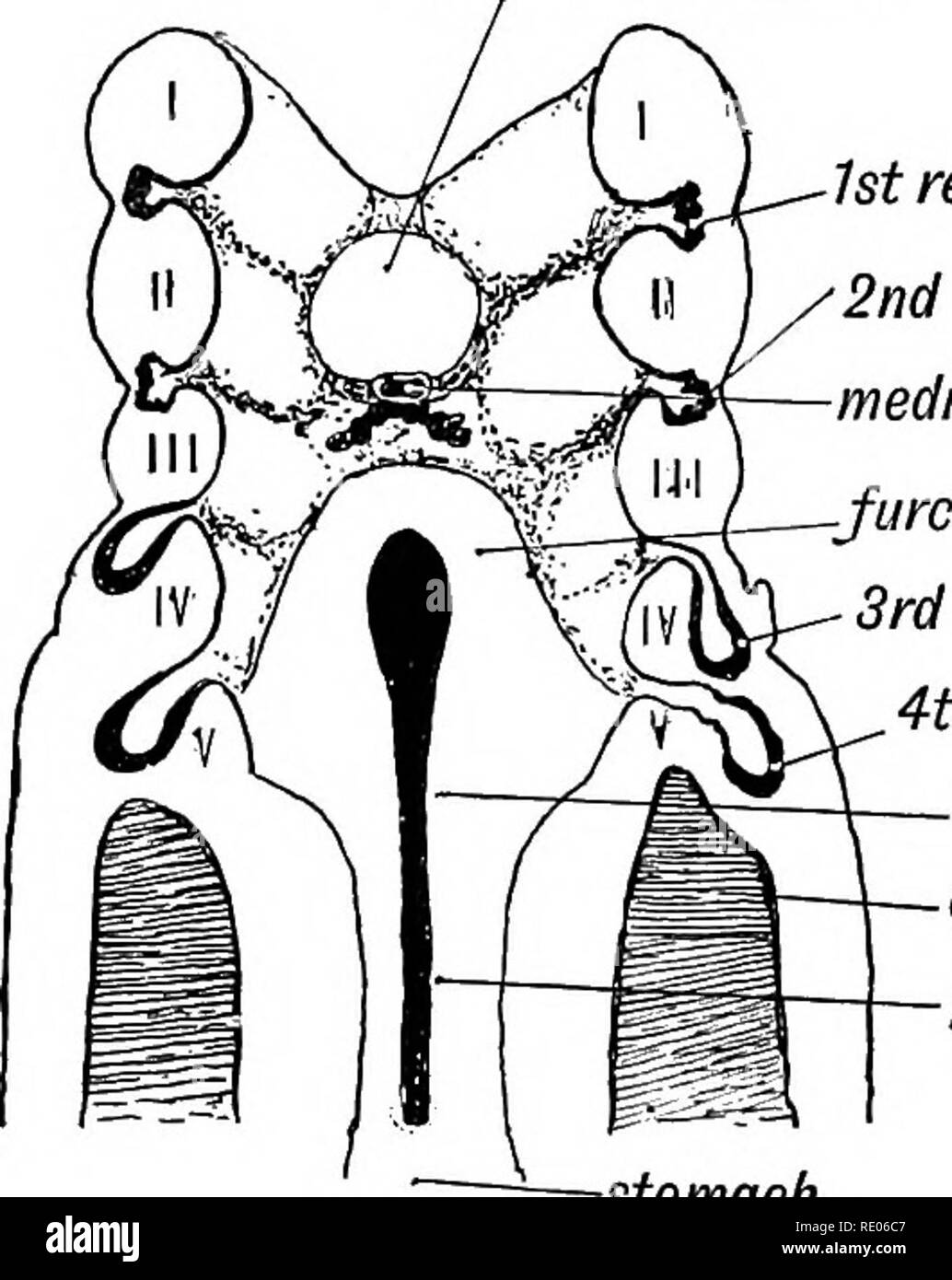 Tuberculum Black and White Stock Photos & Images Alamy