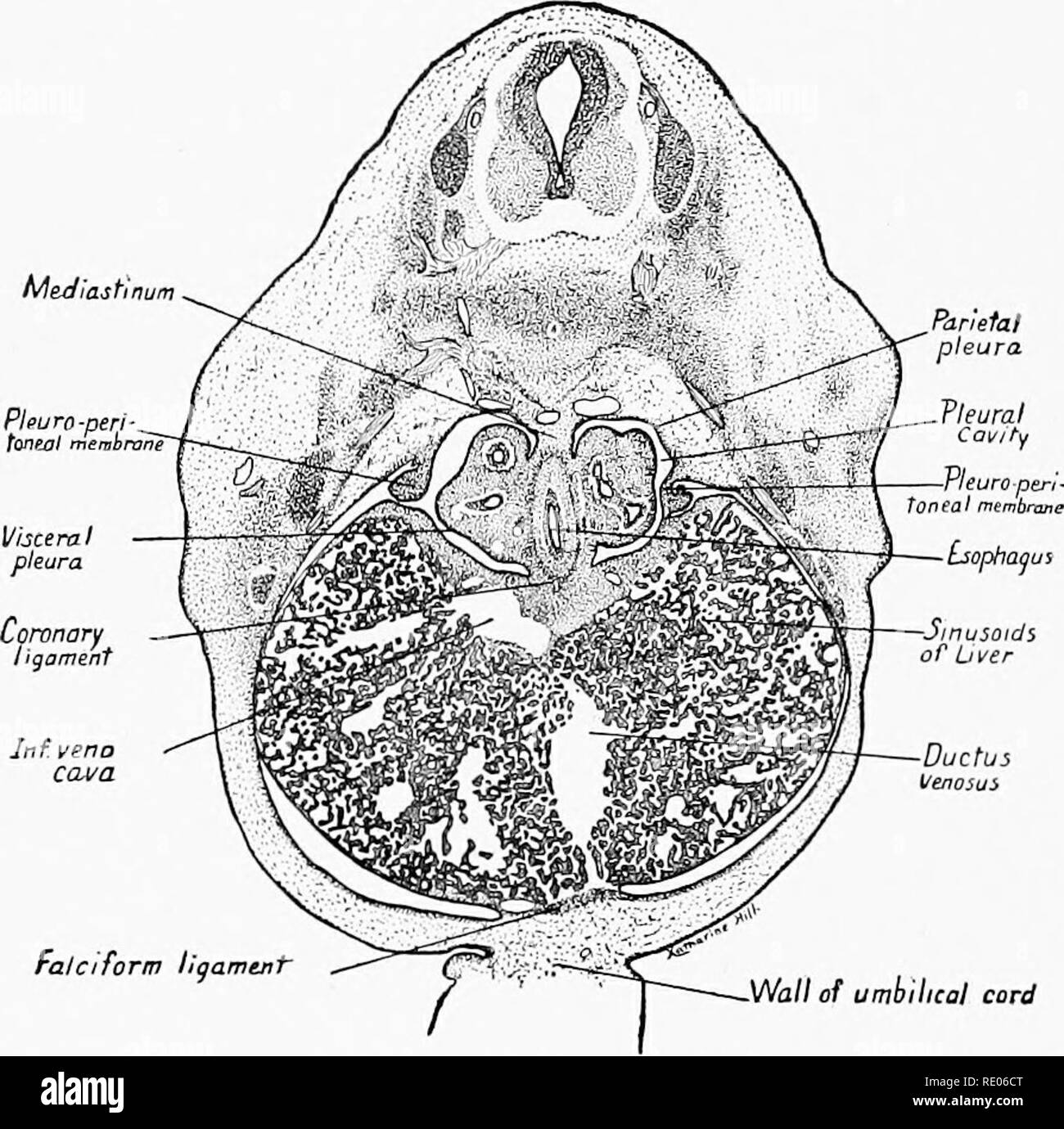 . A laboratory manual and text-book of embryology. Embryology. 176 THE ...