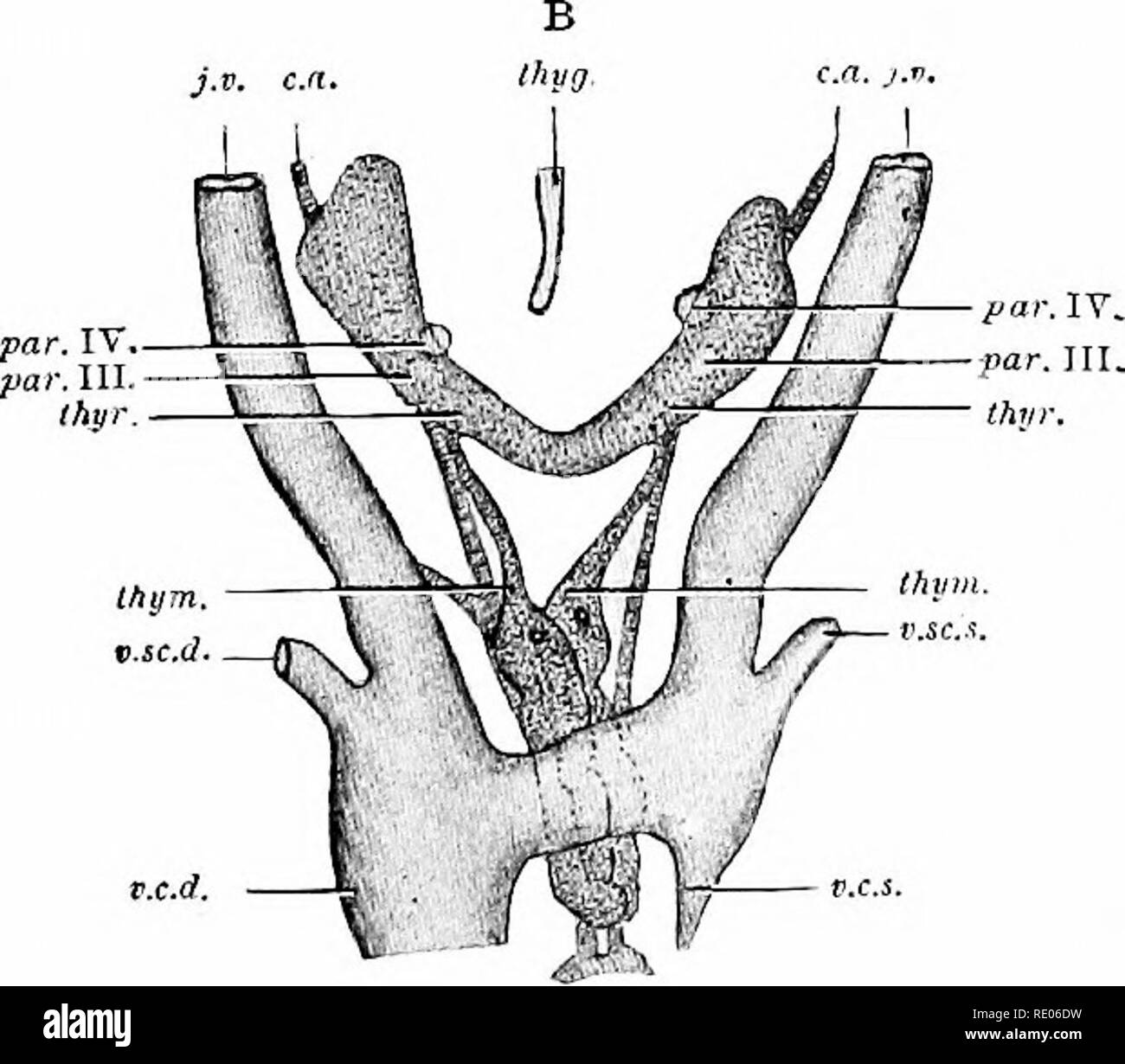 . A laboratory manual and textbook of embryology. Embryology. Fig. 164.—Two reconstructions of