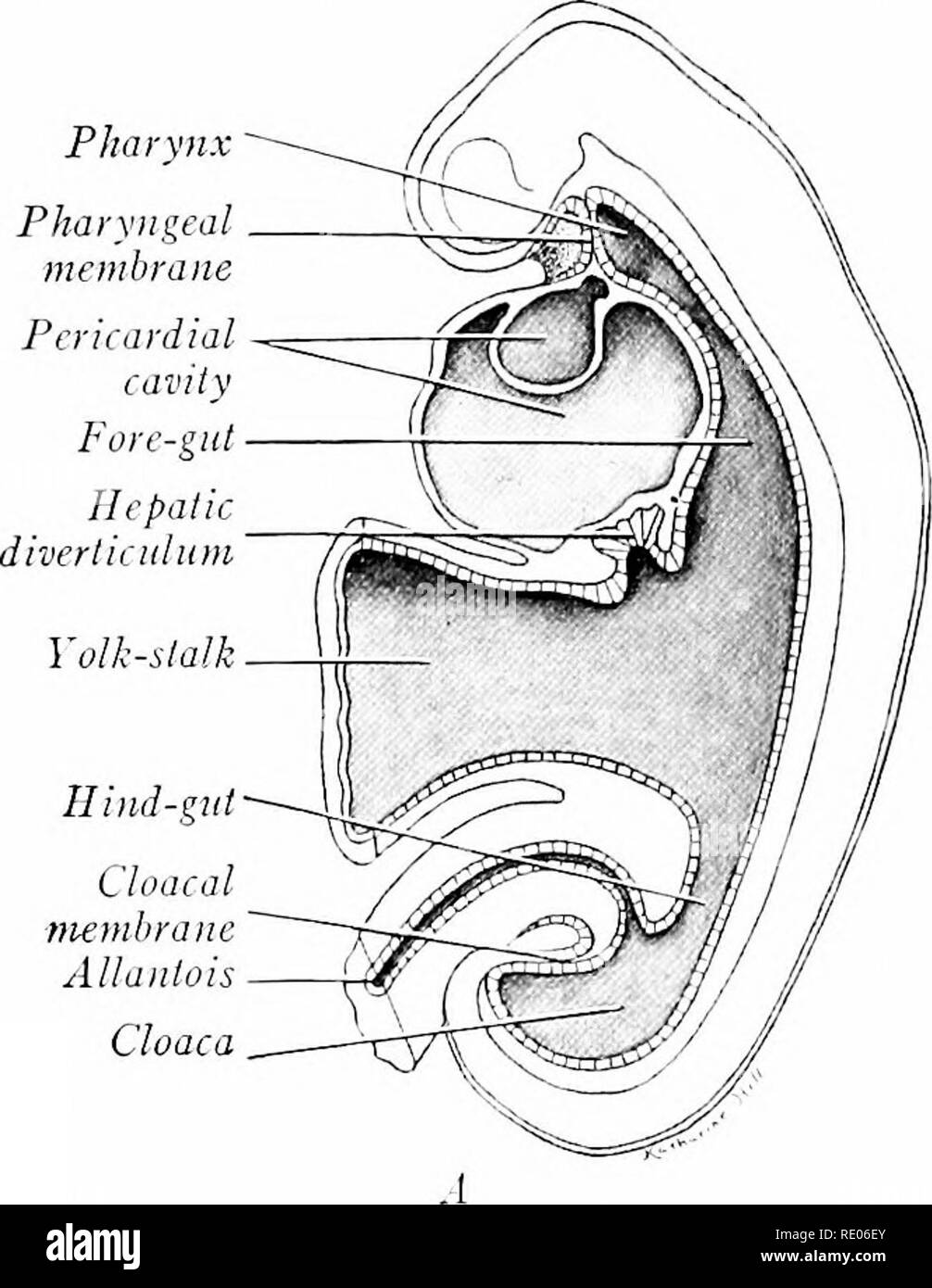 A laboratory manual and text-book of embryology. Embryology. CHAPTER VII  THE ENTODERMAL CANAL AND ITS DERIVATIVES: THE BODY CAVITIES When the head-  and tail-folds of the embryo develop, there are formed