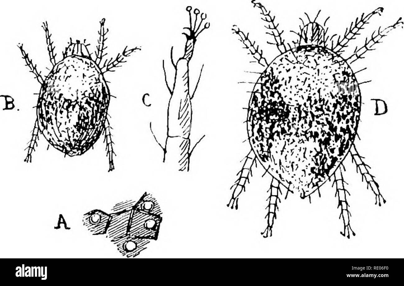. A text-book of agricultural zoology. Zoology, Agricultural; Zoology, Economic. ACARINA OR MITES. 107 all minute and transversely wrinkled. They have only four legs, the two hind pairs being reduced to simple bristles. The mites live in the buds and leaves of plants, and produce galls. Family Trombididae.—The Eed-spider of the hop, Tetrany- ehus telarius, may be taken to exemplify this family. They are extremely variable in colour, some being green, others rusty-red, others almost white; often dark specks are seen upon them, and in not a few instances brown individuals may be met with. This v Stock Photo