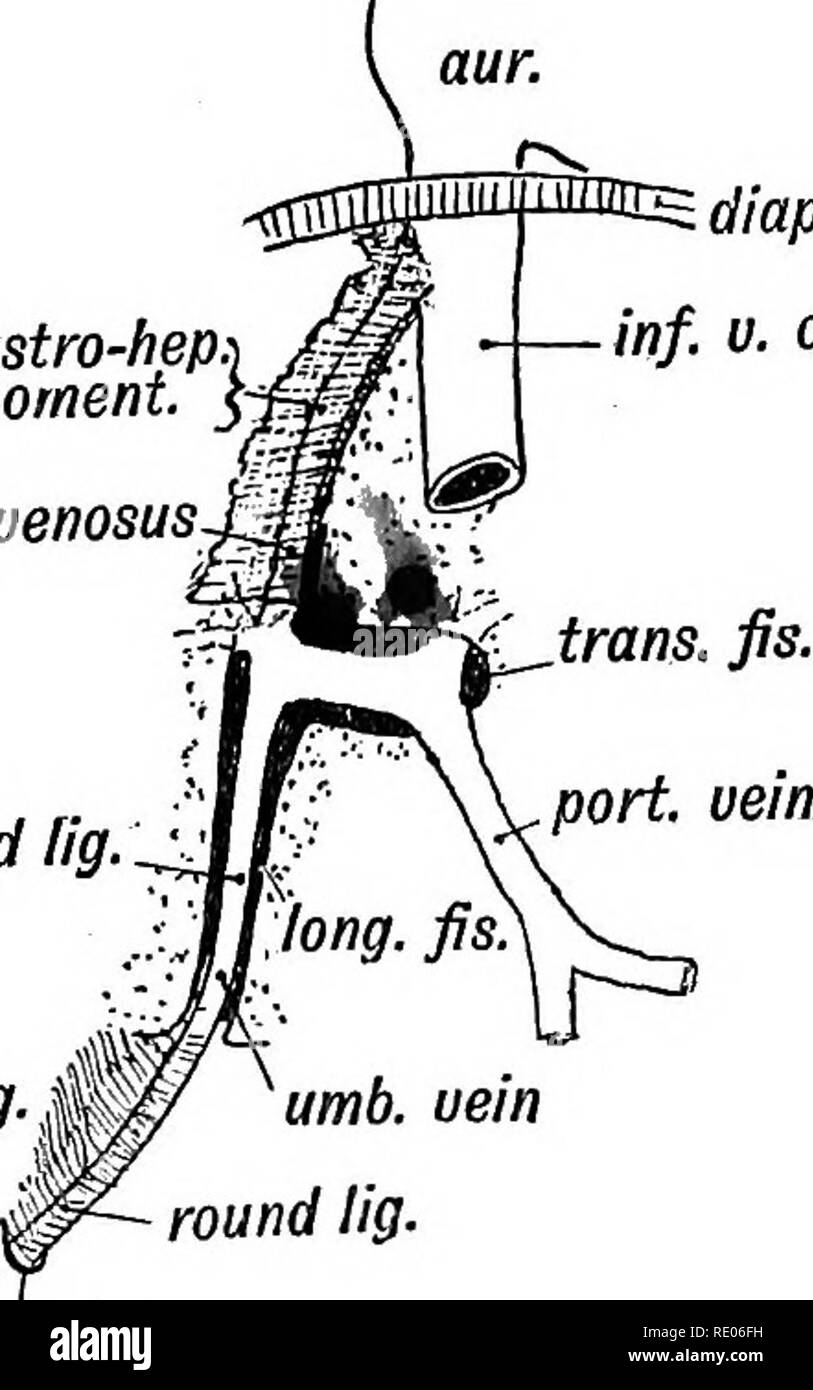 Human embryology and morphology. Embryology, Human; Morphology. DEVELOPMENT  OF THE CIRCULATORY SYSTEM. 231 The pre-renal part of the inferior vena cava  is developed as an outgrowing channel from the ductus venosus (