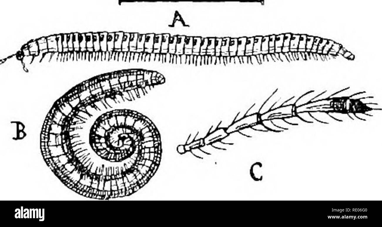 . A text-book of agricultural zoology. Zoology, Agricultural; Zoology, Economic. 100 MYRIAPODA. form of clusters of ocelli. The jaws of the Millipedes are like those of the cockroach ; but in the Centipedes the jaws are formed out of the forelegs, each with a hollow tube perforating the jaw, which is connected with a poison-gland on each side at the base. The Centipedes are carnivorous in habit, and thus friends to the agriculturist, whilst the Millipedes or vegetable feeders are noxious. The latter are known as Talse-wireworm. Young Myriapoda are composed of a few segments only, and with six  Stock Photo