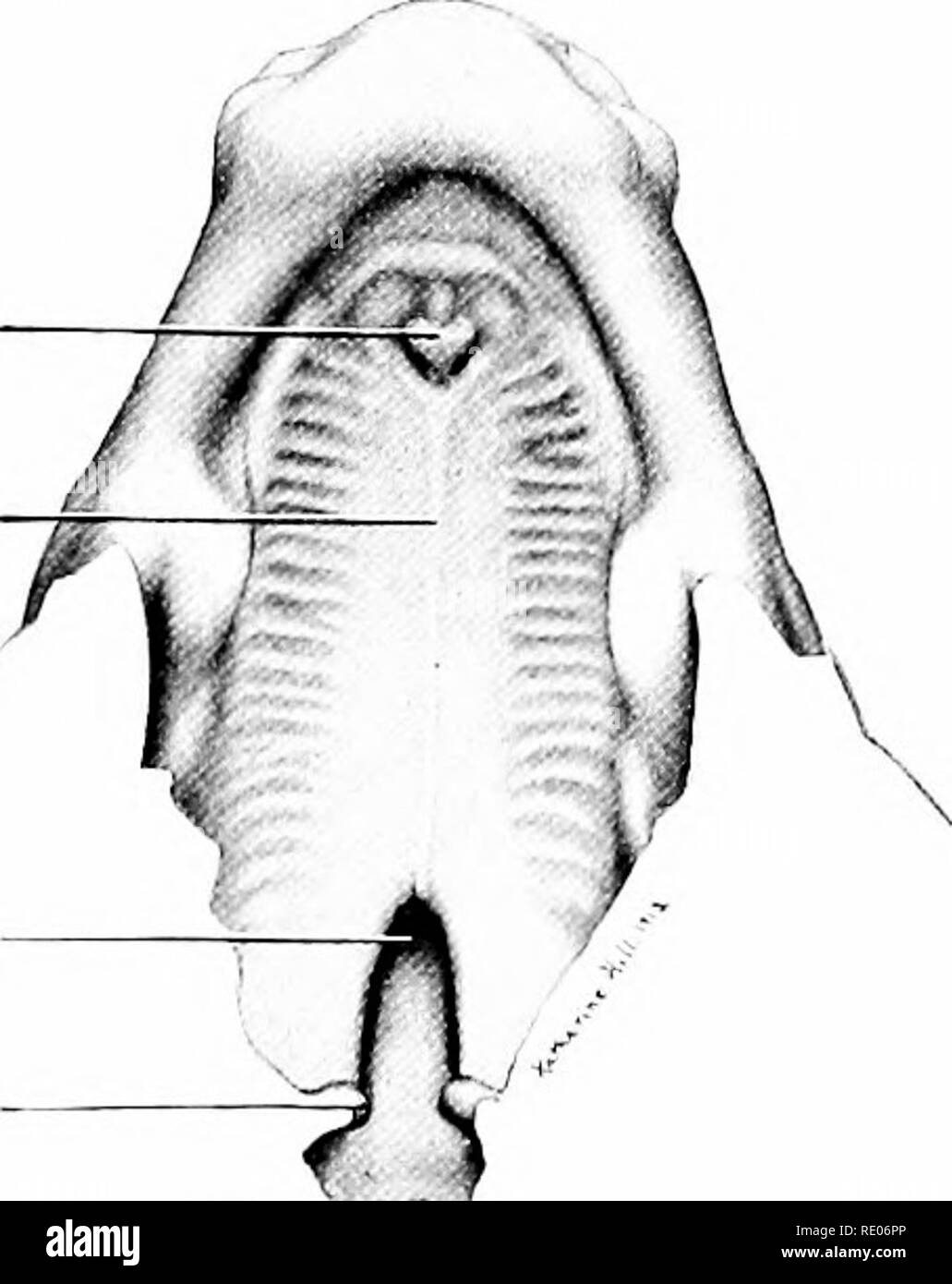 . A laboratory manual and text-book of embryology. Embryology. process ^ L j j Int. choanal Oral cavity Med. palatine- process Raphe of lal. palatine process Nasal passage Anlage of uvula -. A B Fig. 147.—Dissections to show the development of the hard palate in pig embryos. A, ventral view of palatine processes of a 22 mm. pig embryo, the mandible having been removed; B, same of 35 mm. embryo showing fusion of palatine processes. palatine folds are approximated and soon fuse, thus cutting off the nasal passages from the primitive oral cavity dorsad (Fig. 147 B). At the point in the median lin Stock Photo