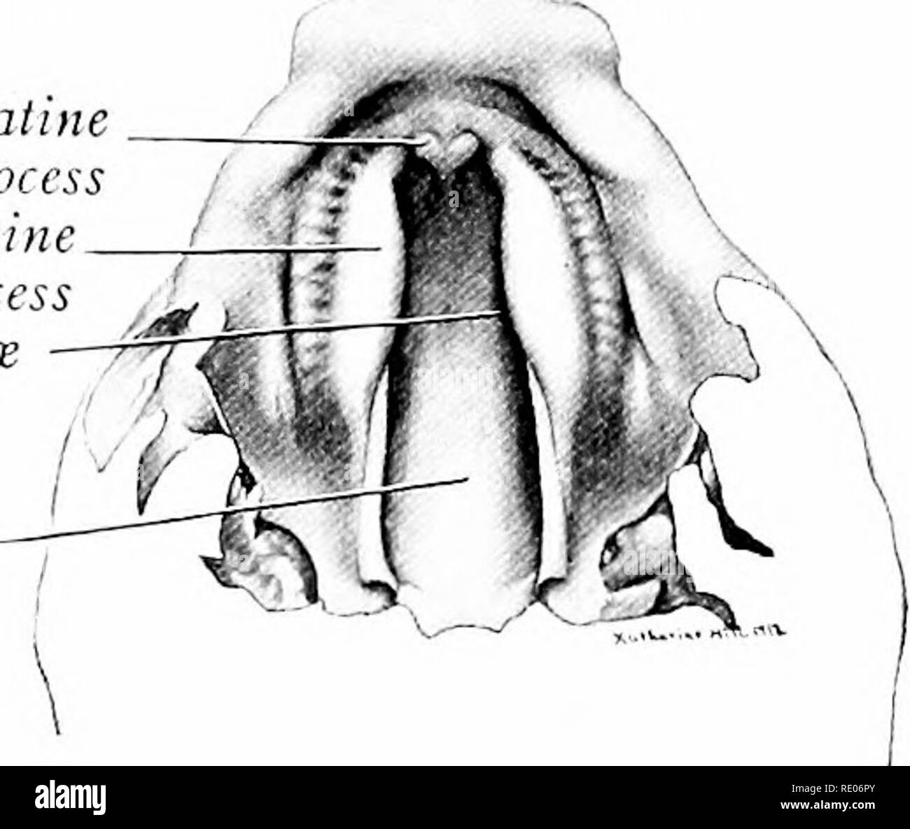 . A laboratory manual and text-book of embryology. Embryology. DEVELOPMENT OF THE HARD PALATE 157 them owing to a change in the position of the mandible due to the development of its arch (Fig. 146 B). With the withdrawal of the tongue the edges of the Median palatine proces Lateral palatine process. process ^ L j j Int. choanal Oral cavity Med. palatine- process Raphe of lal. palatine process Nasal passage Anlage of uvula -. Please note that these images are extracted from scanned page images that may have been digitally enhanced for readability - coloration and appearance of these illustrati Stock Photo